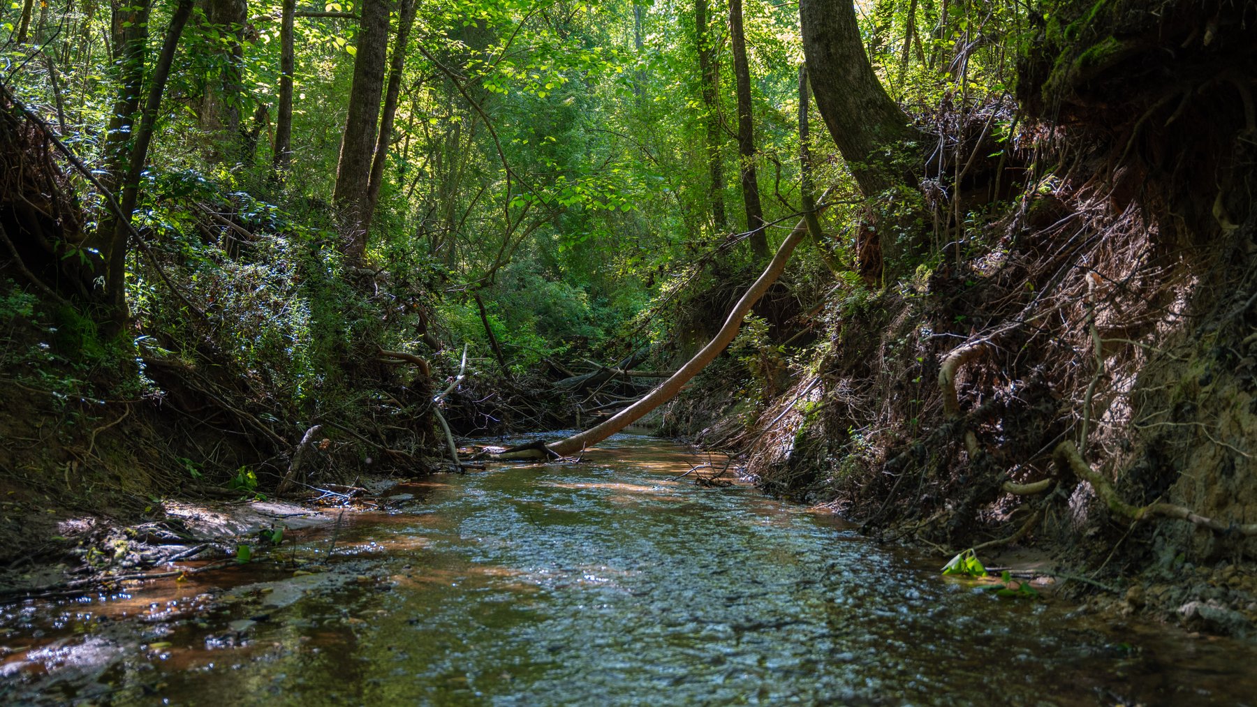 Image for Tobler Creek Place - 107.55 +/- Total Acres - Pristine Recreational Acreage w/ Homesite Potential