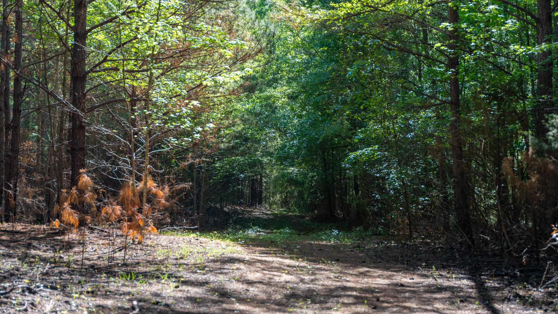 Image for Tobler Creek Place - 107.55 +/- Total Acres - Pristine Recreational Acreage w/ Homesite Potential