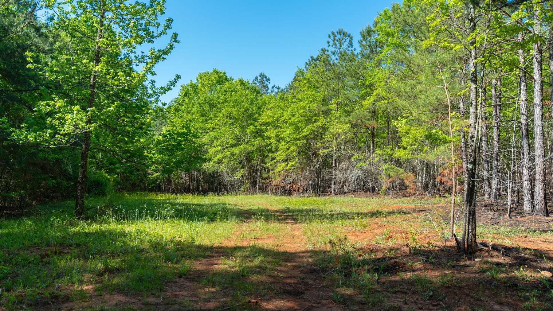 Image for Tobler Creek Place - 107.55 +/- Total Acres - Pristine Recreational Acreage w/ Homesite Potential