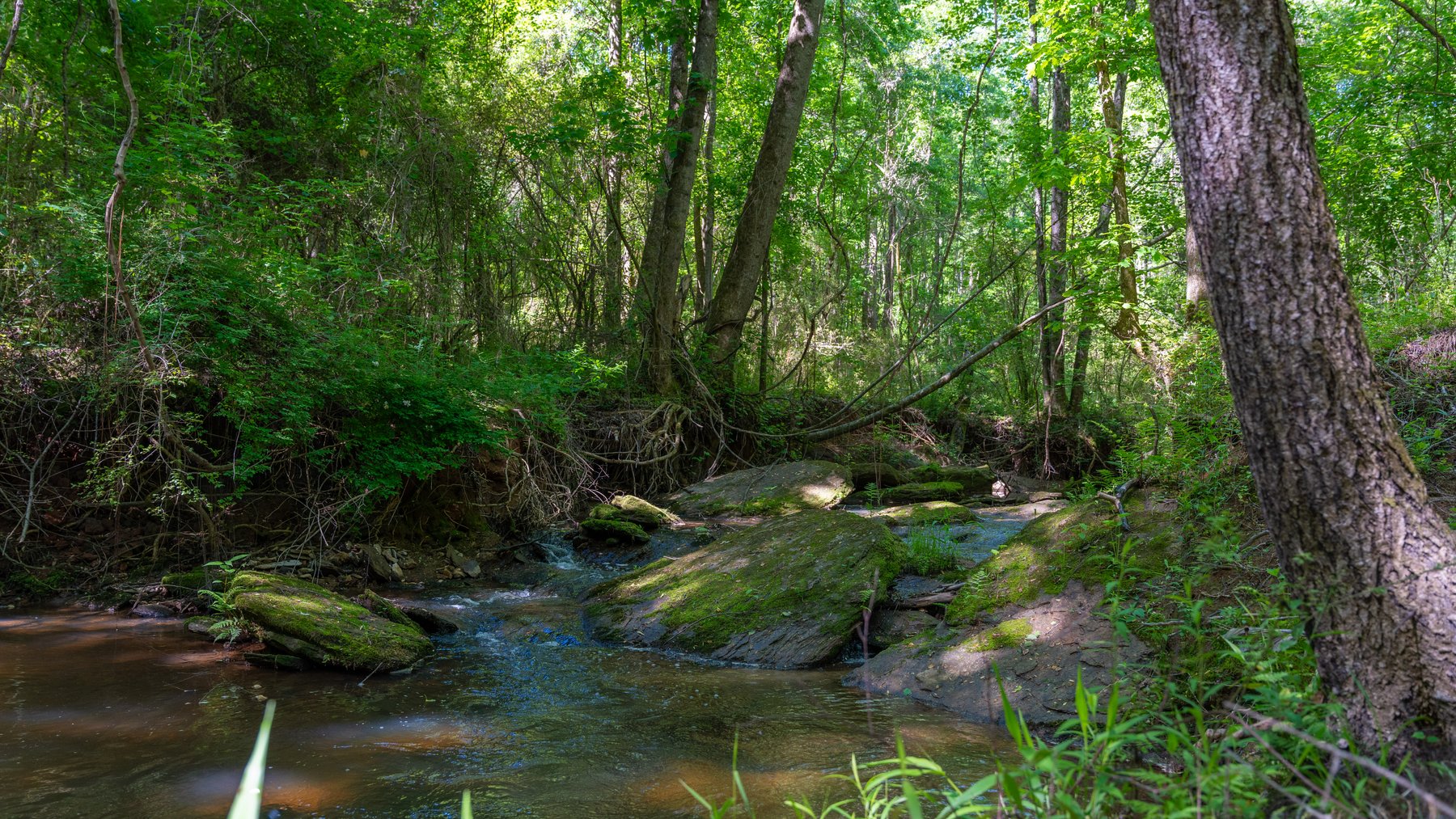 Image for Tobler Creek Place - 107.55 +/- Total Acres - Pristine Recreational Acreage w/ Homesite Potential