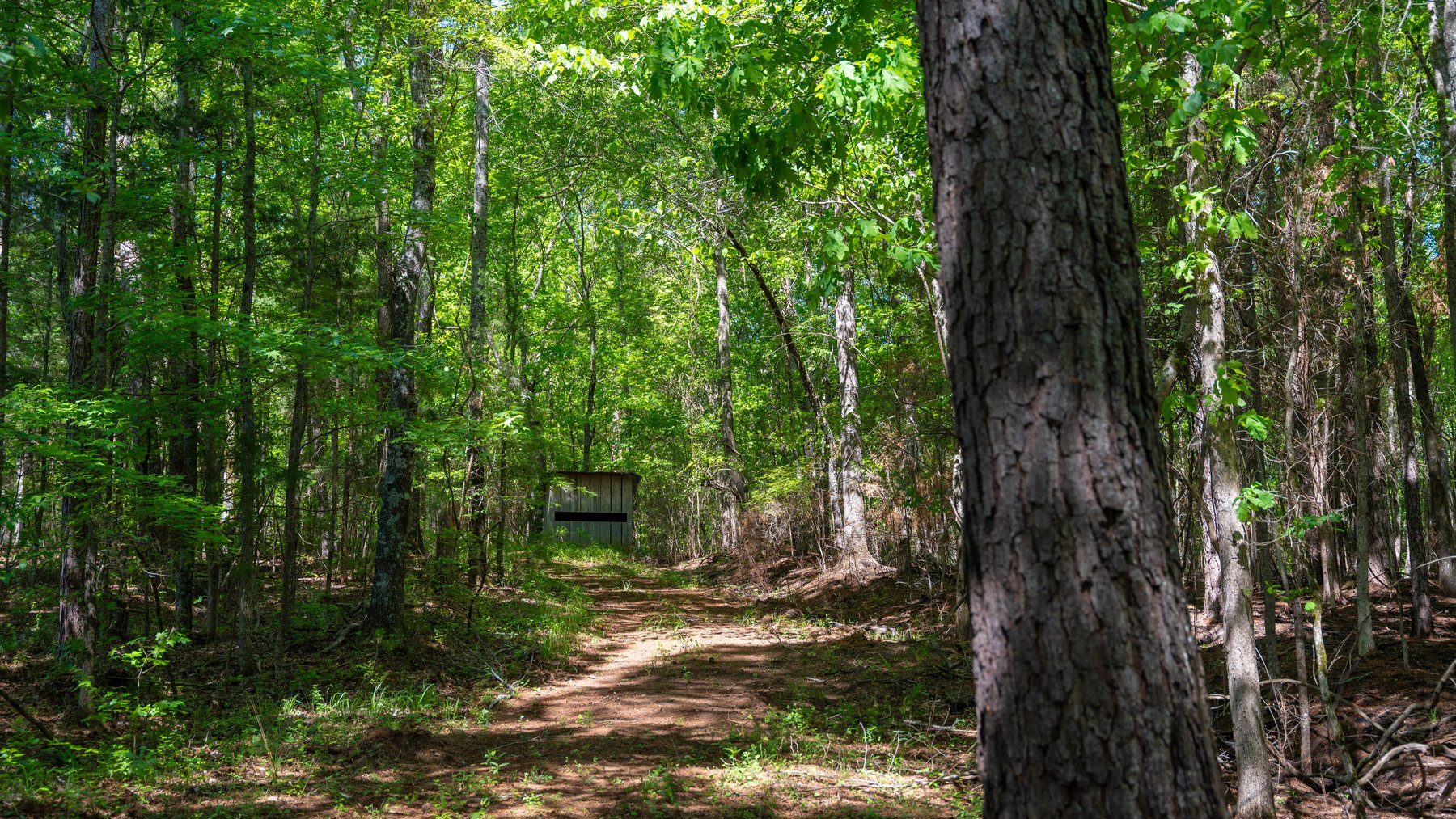 Image for Tobler Creek Place - 107.55 +/- Total Acres - Pristine Recreational Acreage w/ Homesite Potential