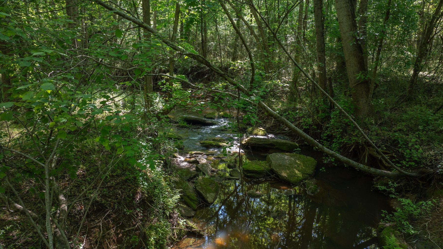 Image for Tobler Creek Place - 107.55 +/- Total Acres - Pristine Recreational Acreage w/ Homesite Potential
