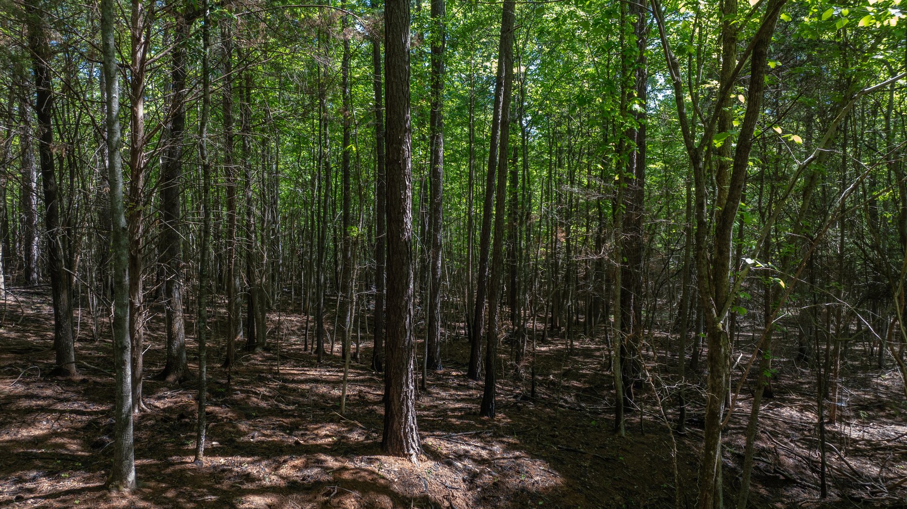 Image for Tobler Creek Place - 107.55 +/- Total Acres - Pristine Recreational Acreage w/ Homesite Potential