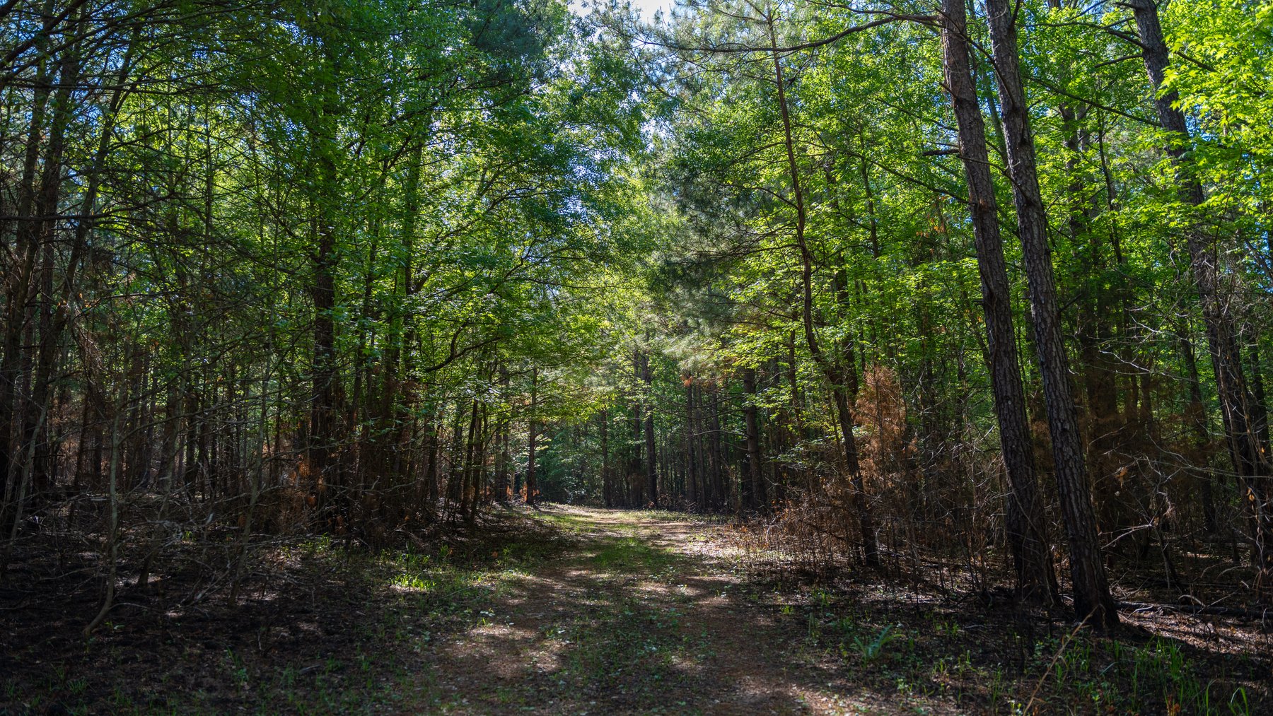 Image for Tobler Creek Place - 107.55 +/- Total Acres - Pristine Recreational Acreage w/ Homesite Potential