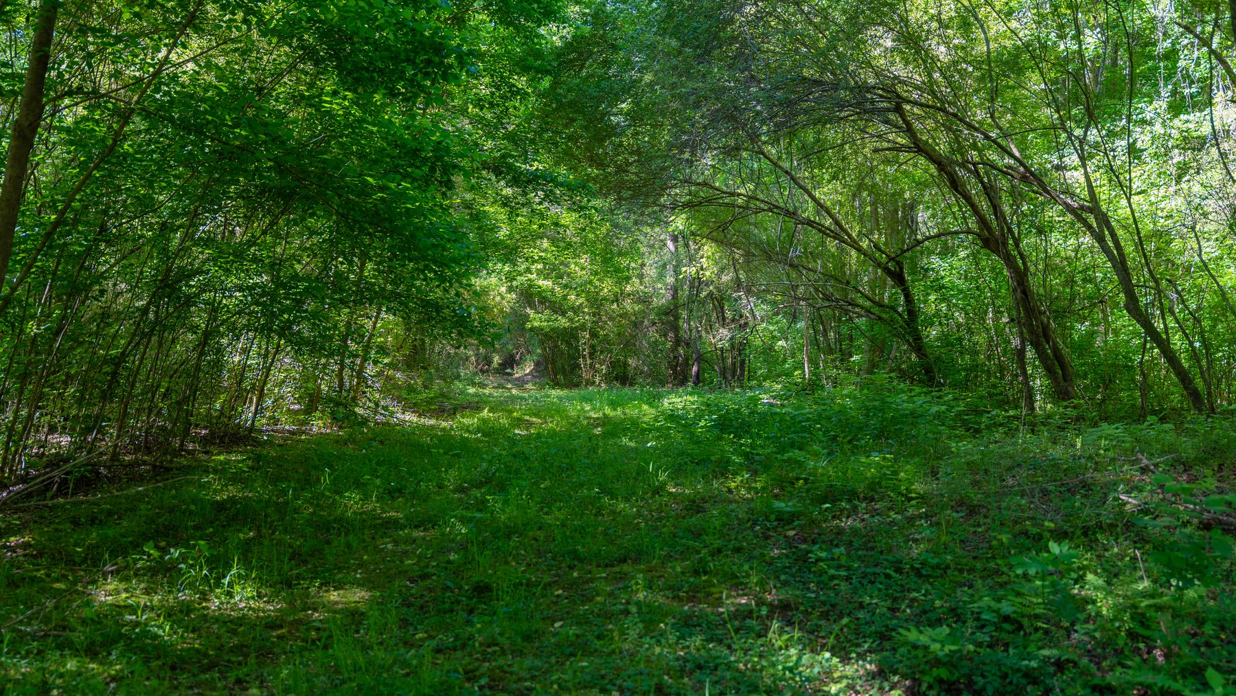 Image for Tobler Creek Place - 107.55 +/- Total Acres - Pristine Recreational Acreage w/ Homesite Potential