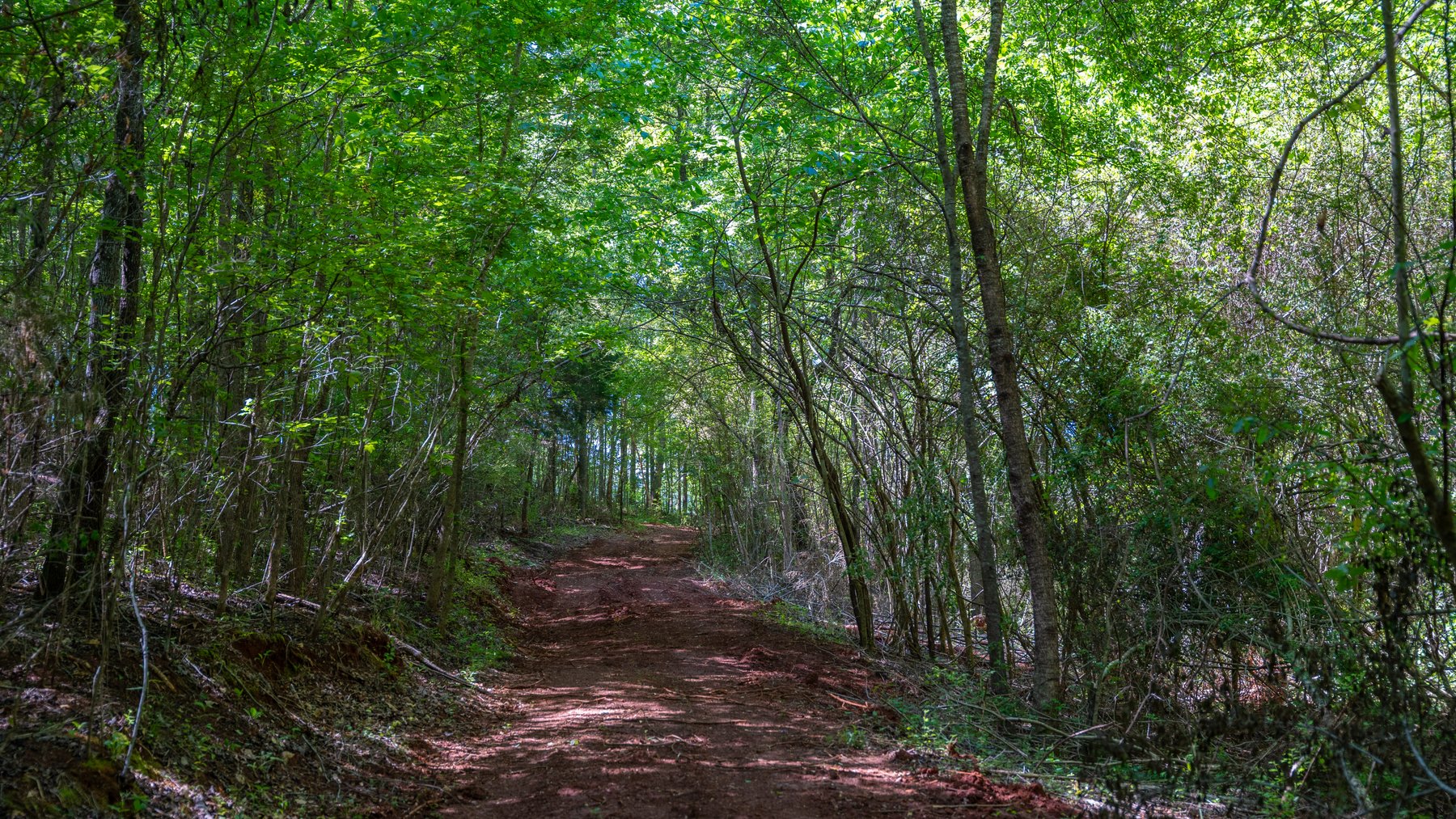 Image for Tobler Creek Place - 107.55 +/- Total Acres - Pristine Recreational Acreage w/ Homesite Potential