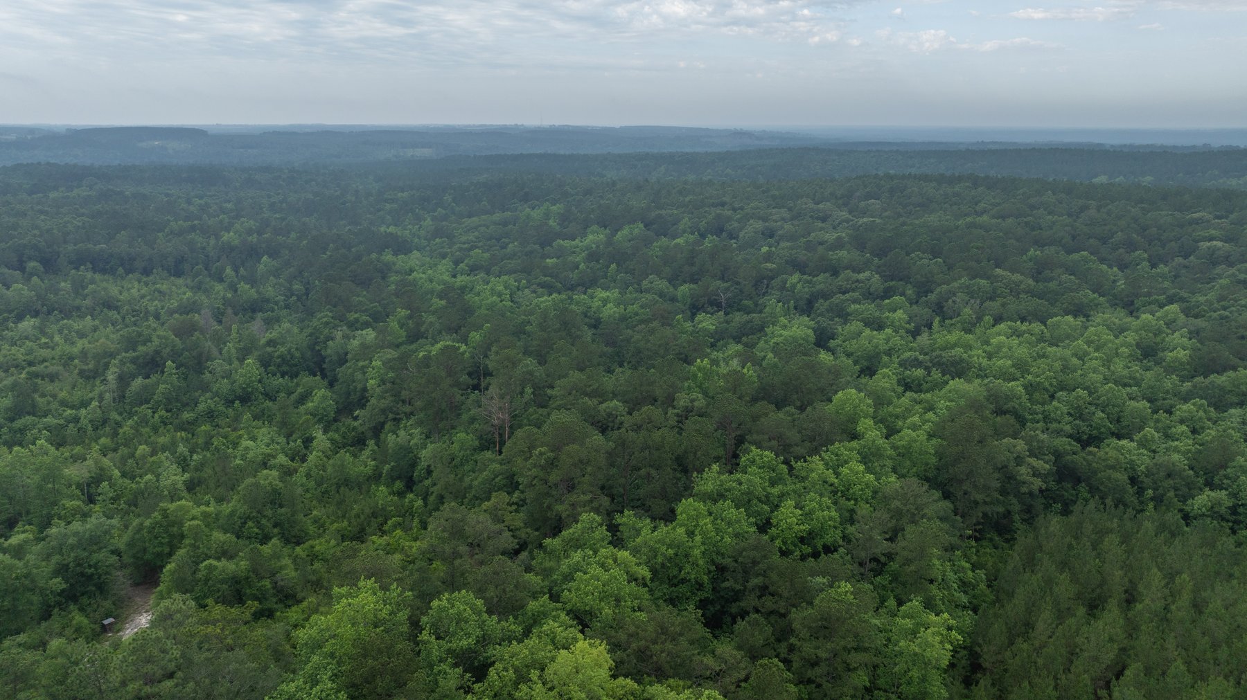Image for Frank Bullard Trust - 60+/- Acre Recreational Timber Tract w/ Prime Hunting Opportunity