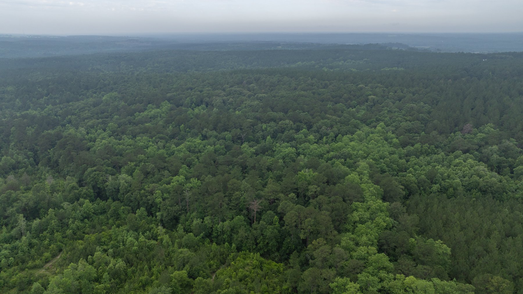 Image for Frank Bullard Trust - 60+/- Acre Recreational Timber Tract w/ Prime Hunting Opportunity