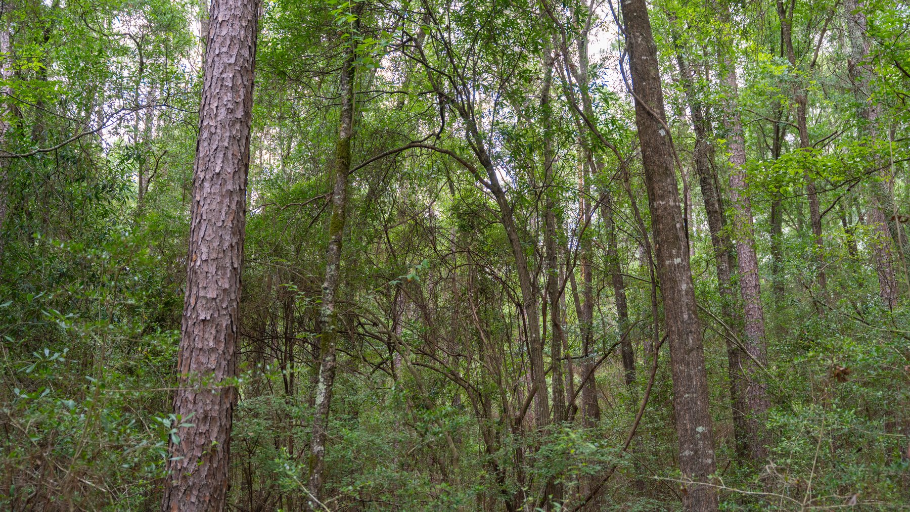 Image for Frank Bullard Trust - 60+/- Acre Recreational Timber Tract w/ Prime Hunting Opportunity