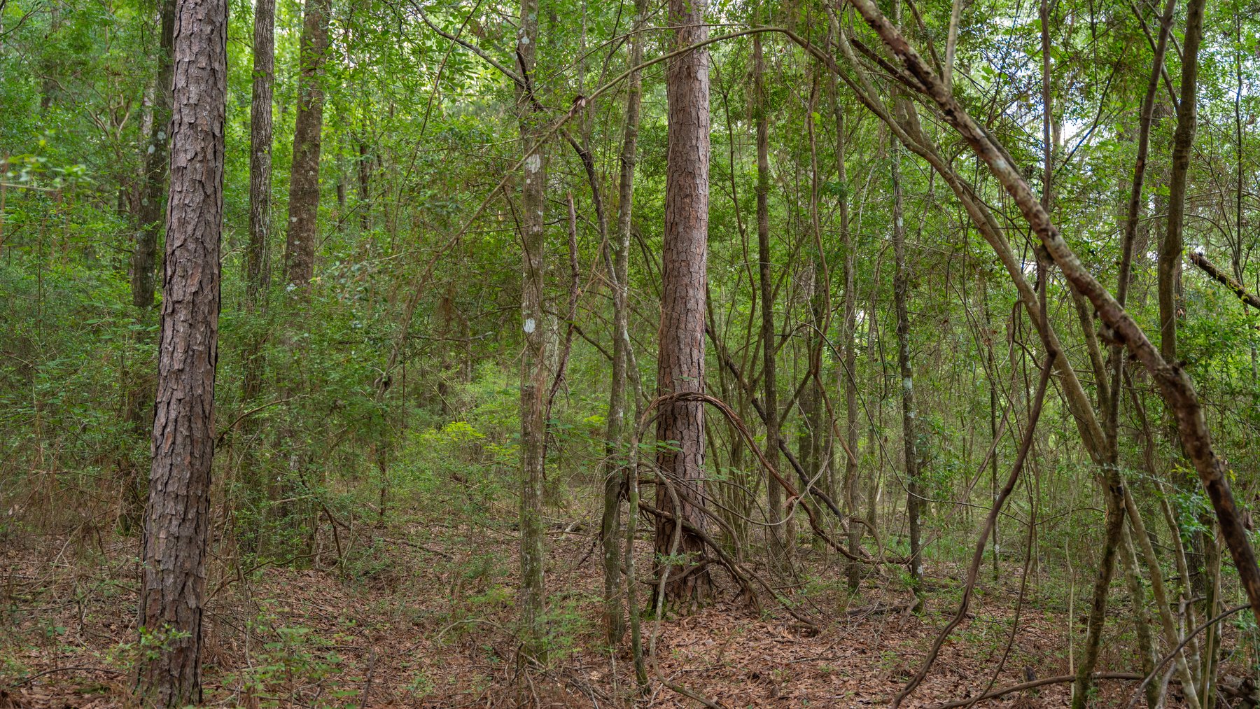 Image for Frank Bullard Trust - 60+/- Acre Recreational Timber Tract w/ Prime Hunting Opportunity