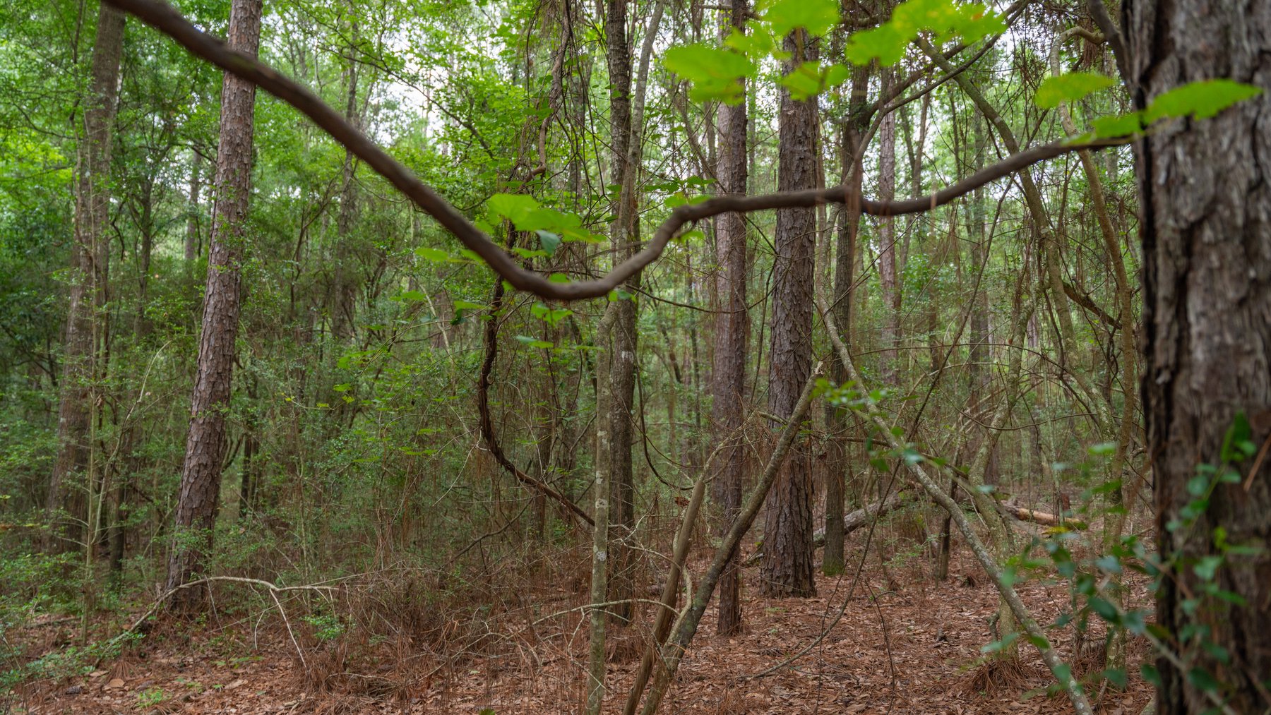 Image for Frank Bullard Trust - 60+/- Acre Recreational Timber Tract w/ Prime Hunting Opportunity