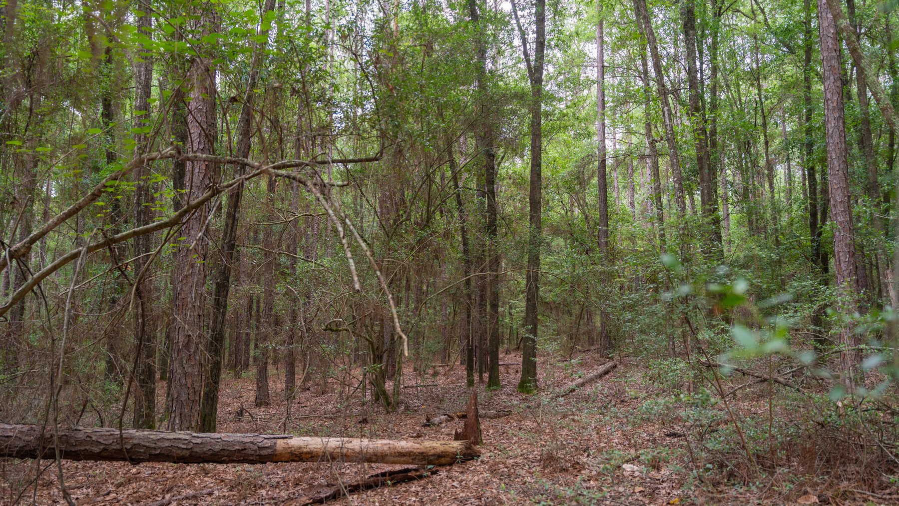 Image for Frank Bullard Trust - 60+/- Acre Recreational Timber Tract w/ Prime Hunting Opportunity