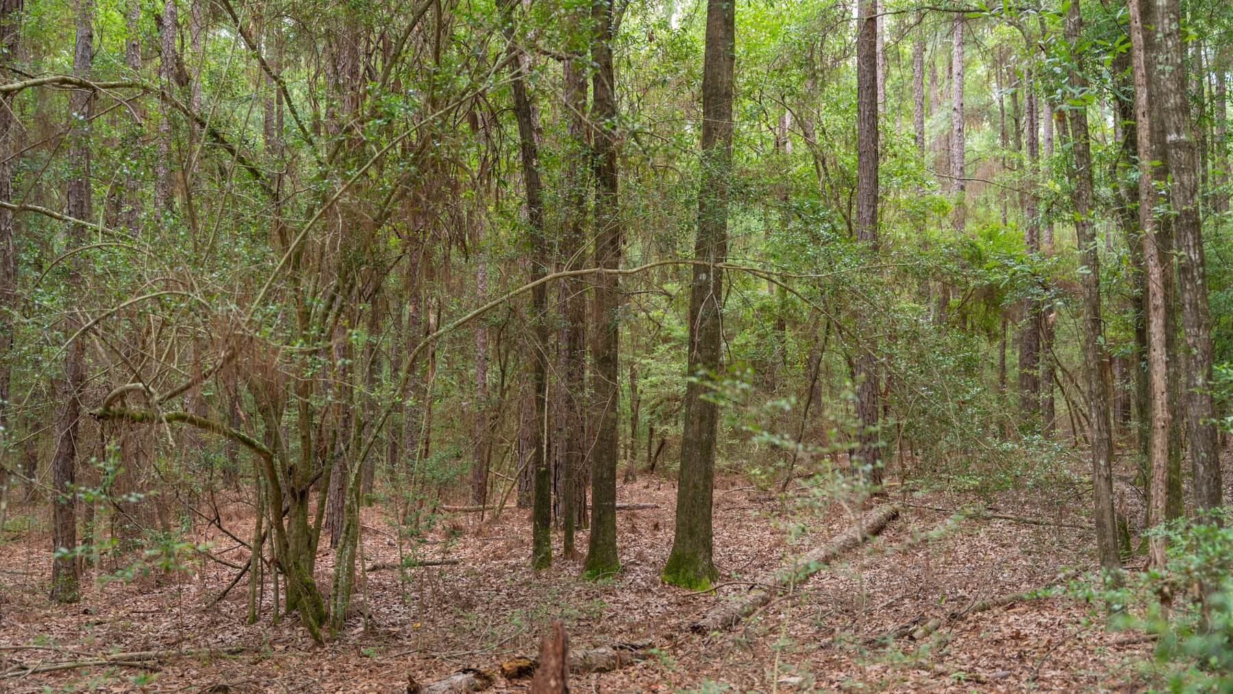Image for Frank Bullard Trust - 60+/- Acre Recreational Timber Tract w/ Prime Hunting Opportunity