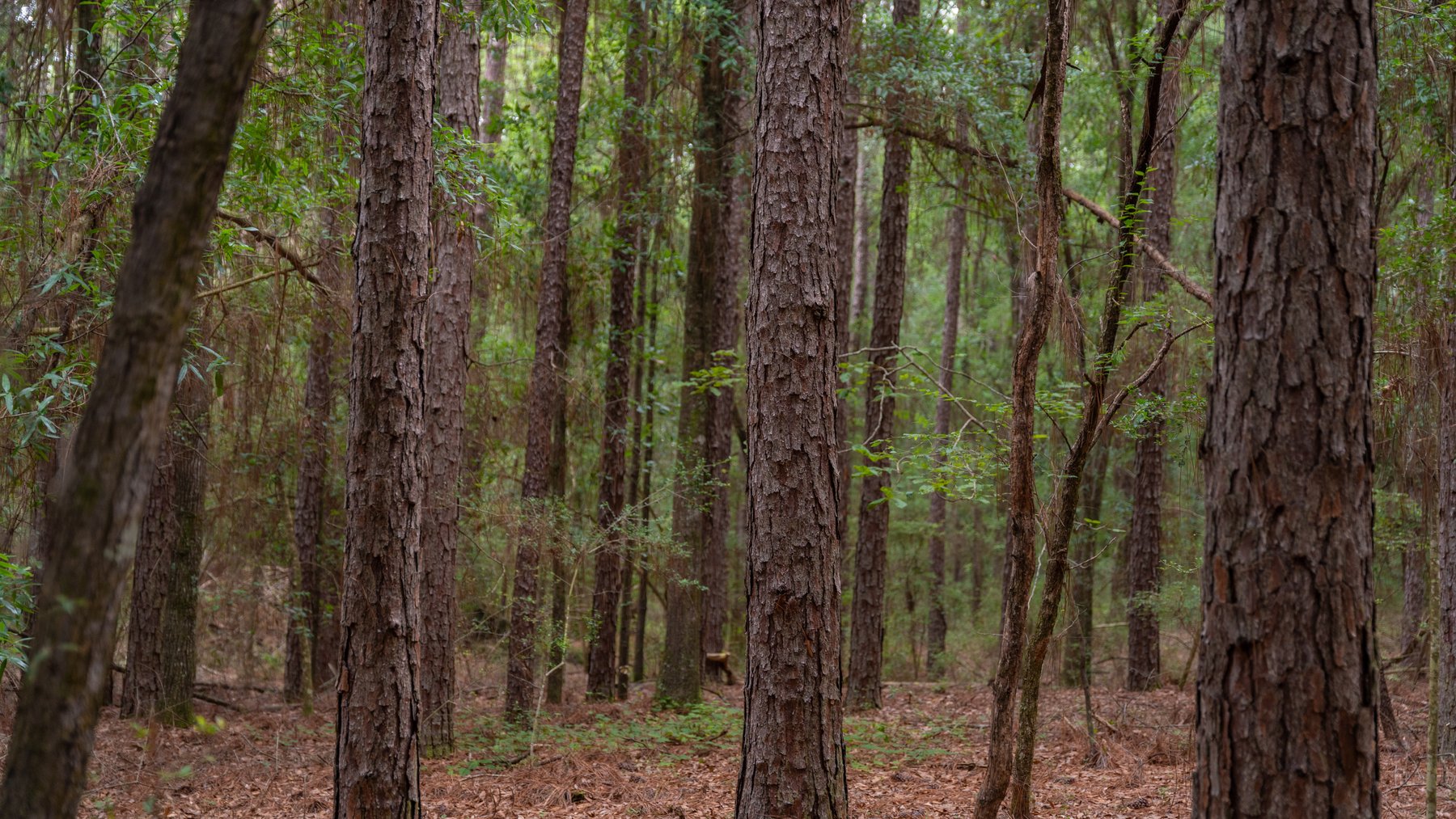 Image for Frank Bullard Trust - 60+/- Acre Recreational Timber Tract w/ Prime Hunting Opportunity
