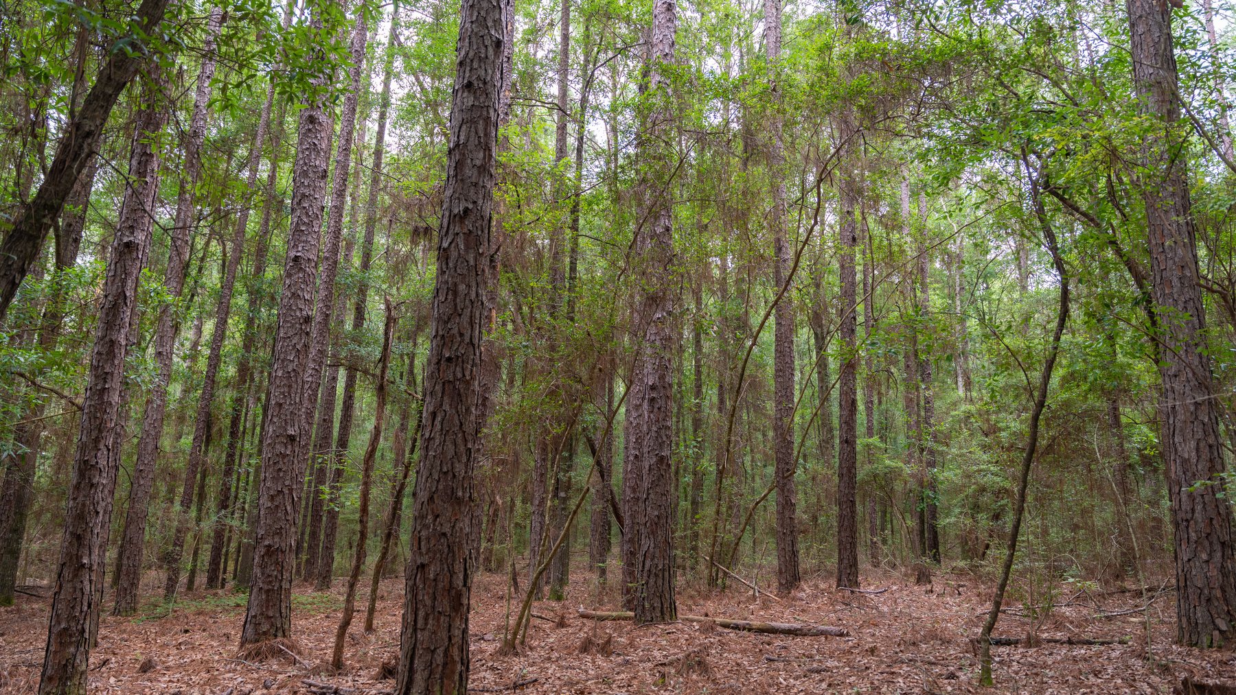 Image for Frank Bullard Trust - 60+/- Acre Recreational Timber Tract w/ Prime Hunting Opportunity