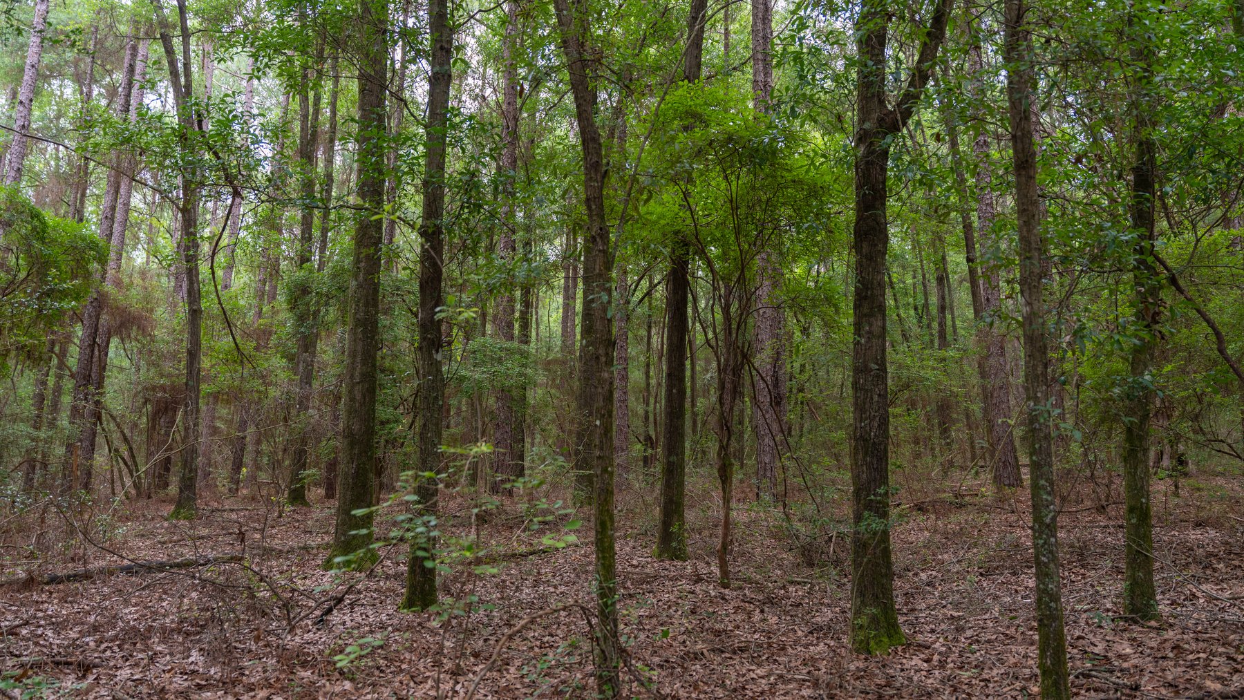 Image for Frank Bullard Trust - 60+/- Acre Recreational Timber Tract w/ Prime Hunting Opportunity