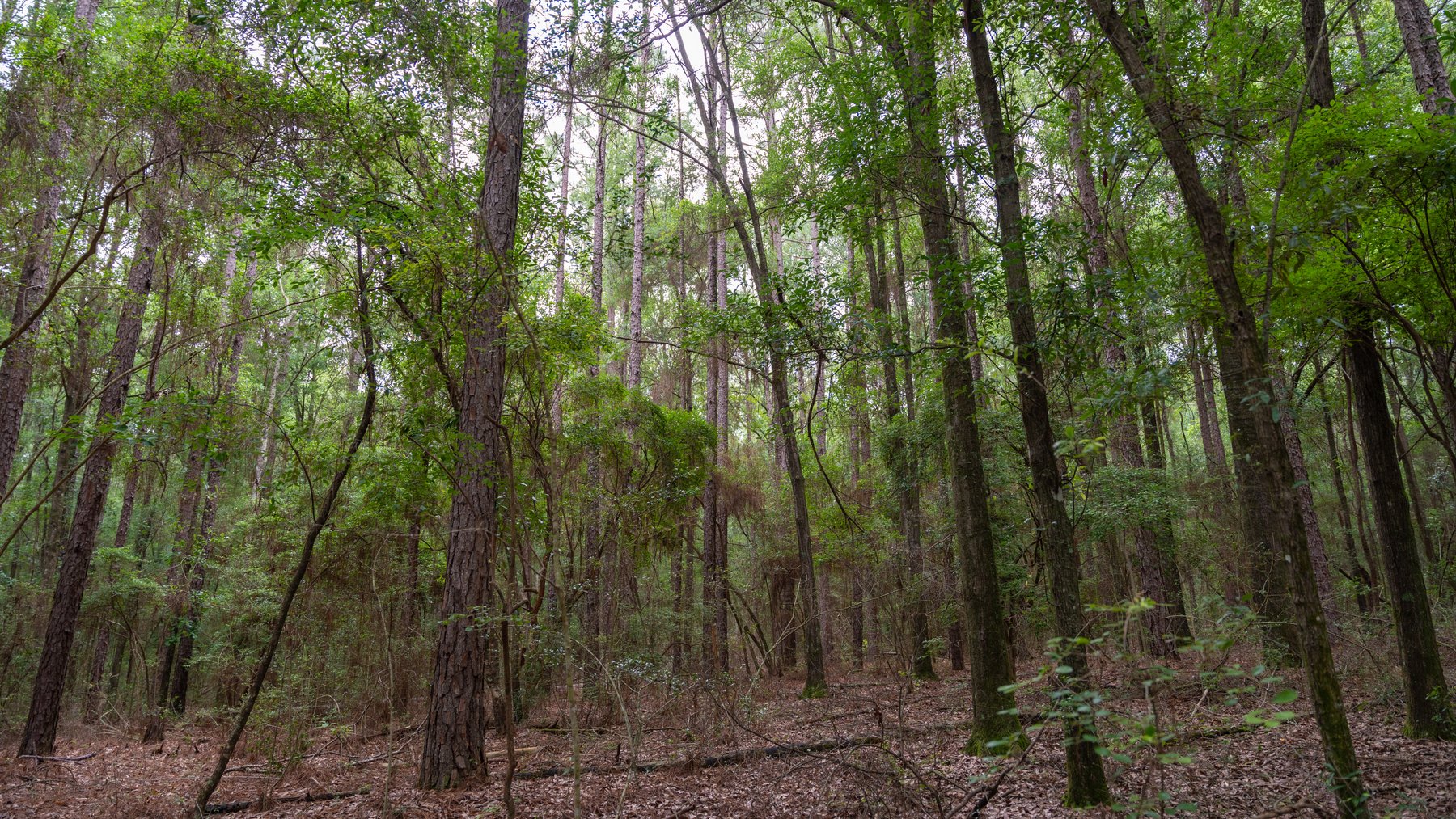 Image for Frank Bullard Trust - 60+/- Acre Recreational Timber Tract w/ Prime Hunting Opportunity