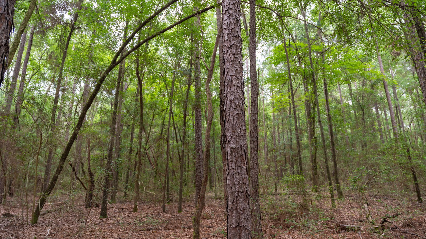 Image for Frank Bullard Trust - 60+/- Acre Recreational Timber Tract w/ Prime Hunting Opportunity