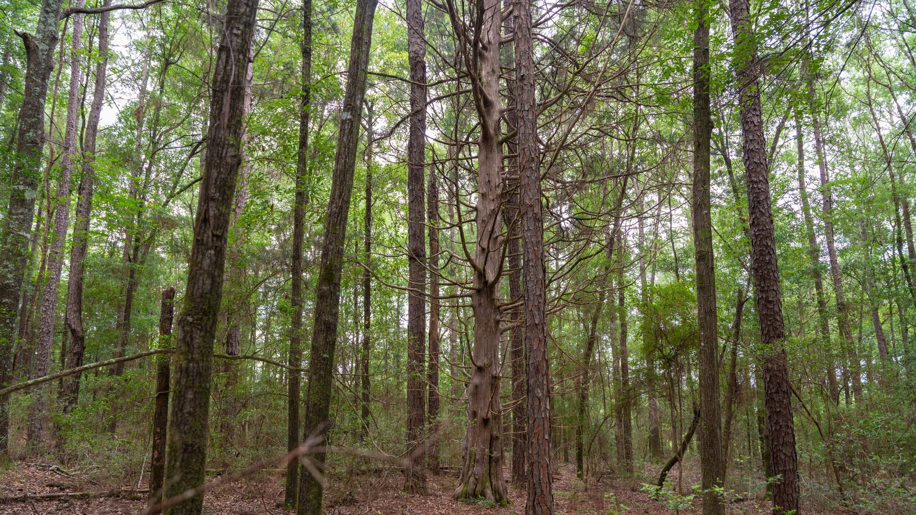 Image for Frank Bullard Trust - 60+/- Acre Recreational Timber Tract w/ Prime Hunting Opportunity