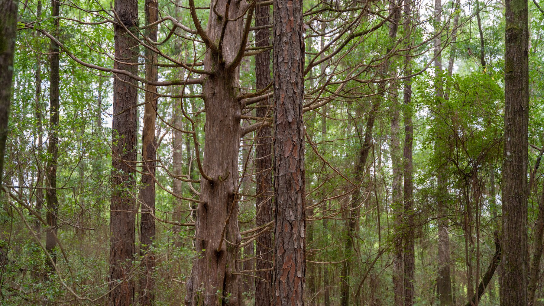 Image for Frank Bullard Trust - 60+/- Acre Recreational Timber Tract w/ Prime Hunting Opportunity