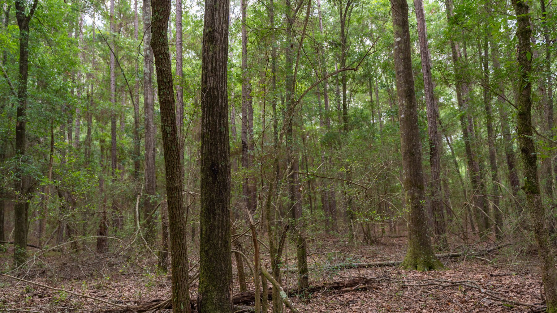 Image for Frank Bullard Trust - 60+/- Acre Recreational Timber Tract w/ Prime Hunting Opportunity