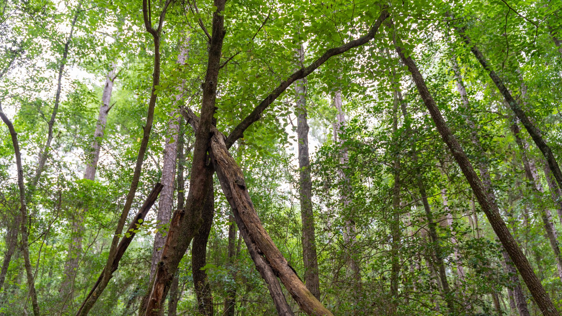 Image for Frank Bullard Trust - 60+/- Acre Recreational Timber Tract w/ Prime Hunting Opportunity