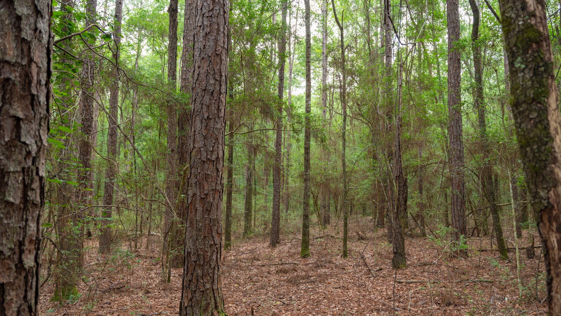 Image for Frank Bullard Trust - 60+/- Acre Recreational Timber Tract w/ Prime Hunting Opportunity