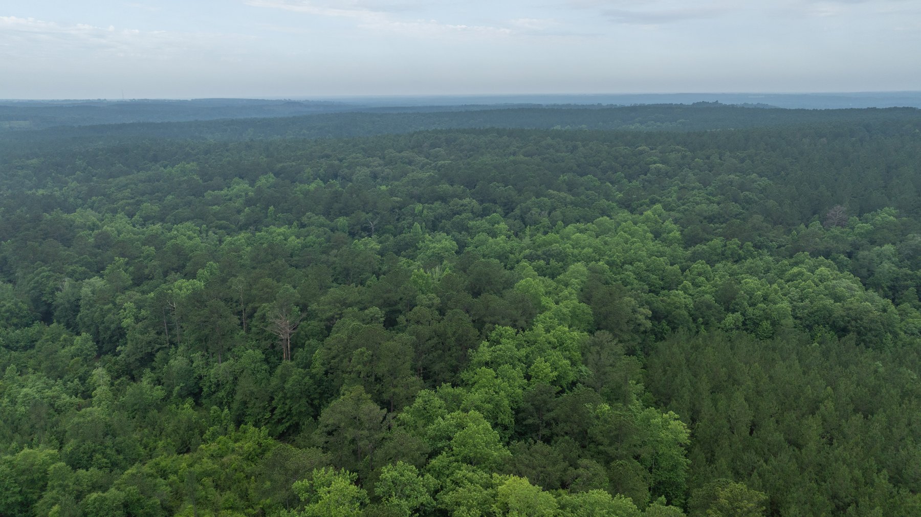 Image for Frank Bullard Trust - 60+/- Acre Recreational Timber Tract w/ Prime Hunting Opportunity