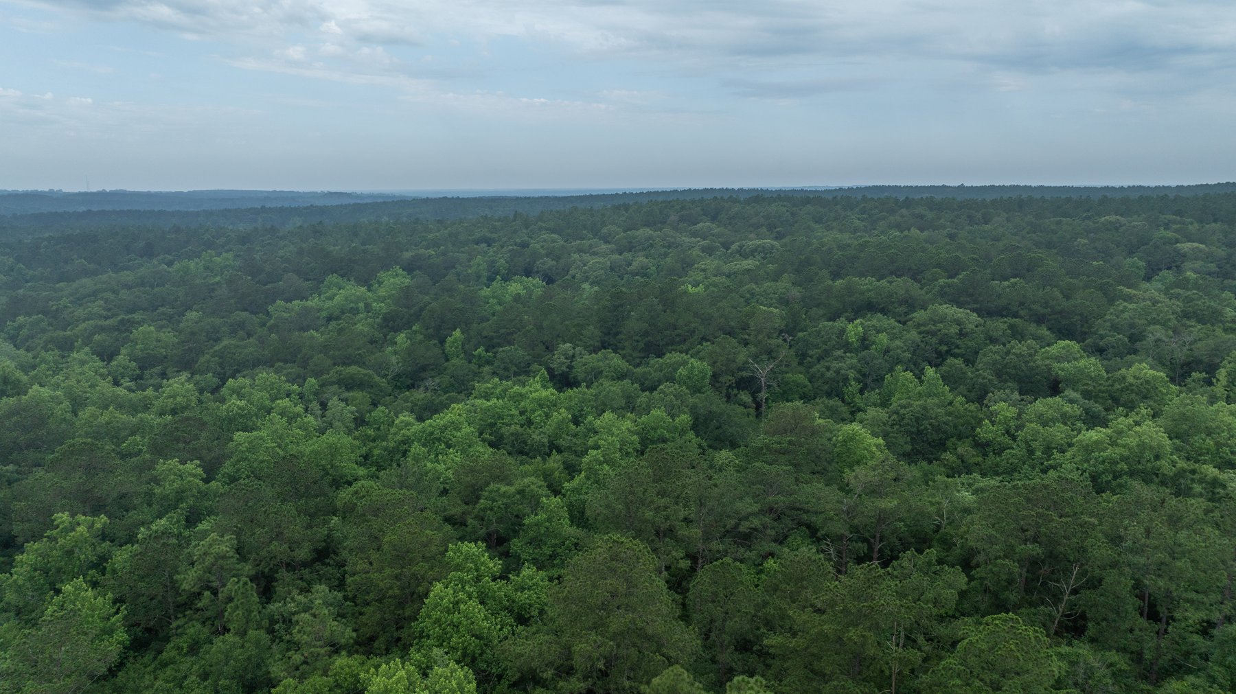 Image for Frank Bullard Trust - 60+/- Acre Recreational Timber Tract w/ Prime Hunting Opportunity