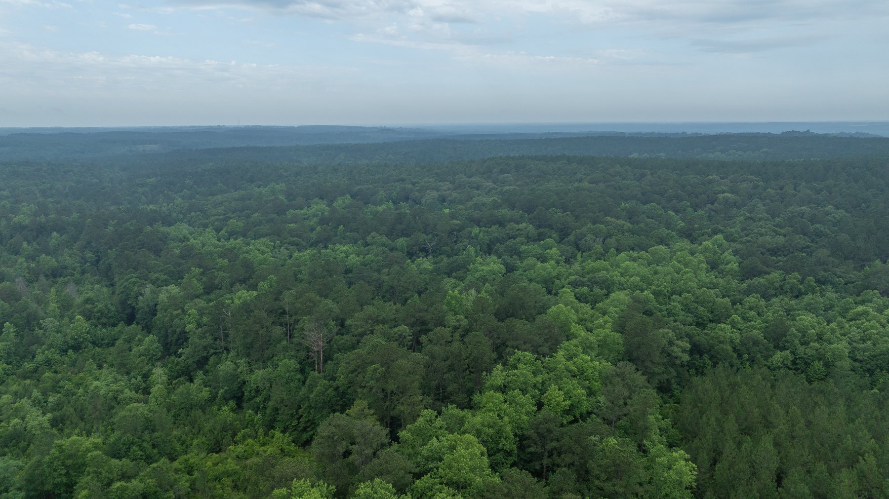 Image for Frank Bullard Trust - 60+/- Acre Recreational Timber Tract w/ Prime Hunting Opportunity