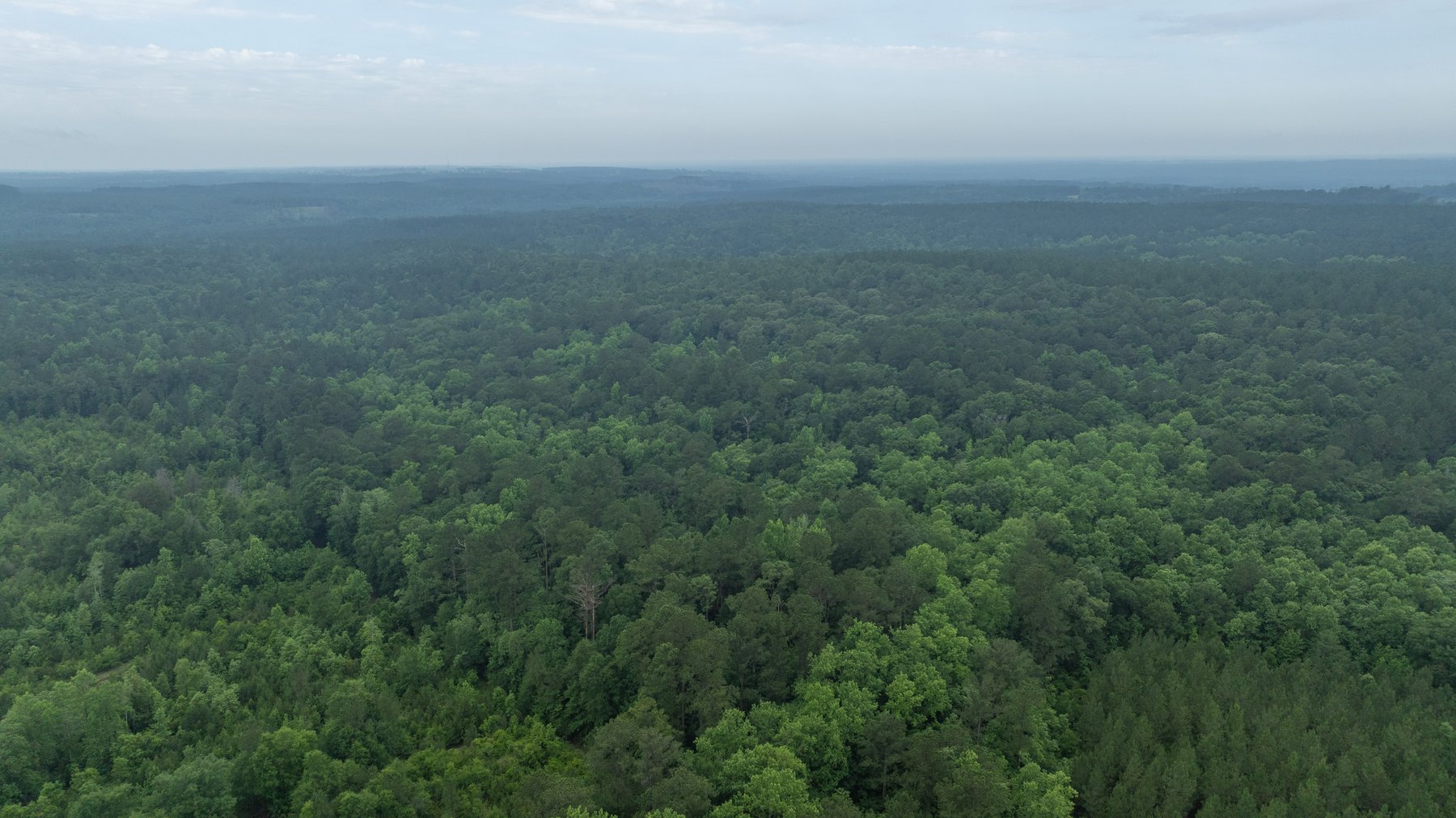 Image for Frank Bullard Trust - 60+/- Acre Recreational Timber Tract w/ Prime Hunting Opportunity