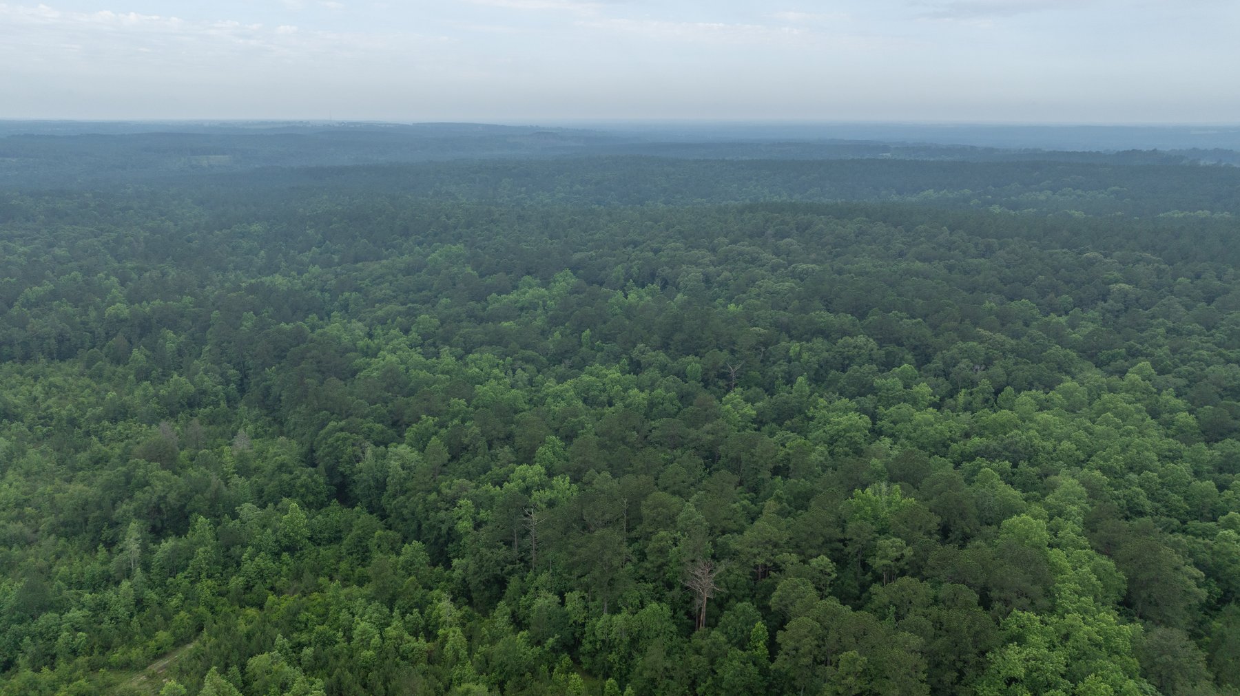Image for Frank Bullard Trust - 60+/- Acre Recreational Timber Tract w/ Prime Hunting Opportunity