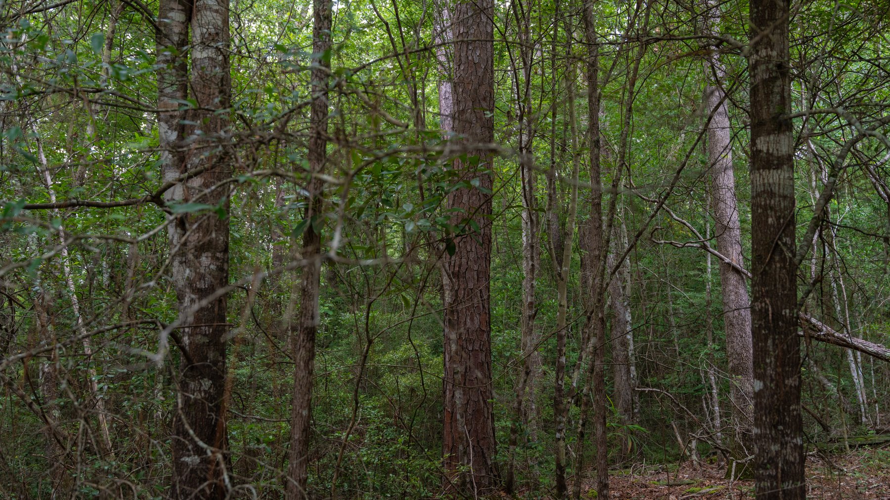 Image for Frank Bullard Trust - 60+/- Acre Recreational Timber Tract w/ Prime Hunting Opportunity