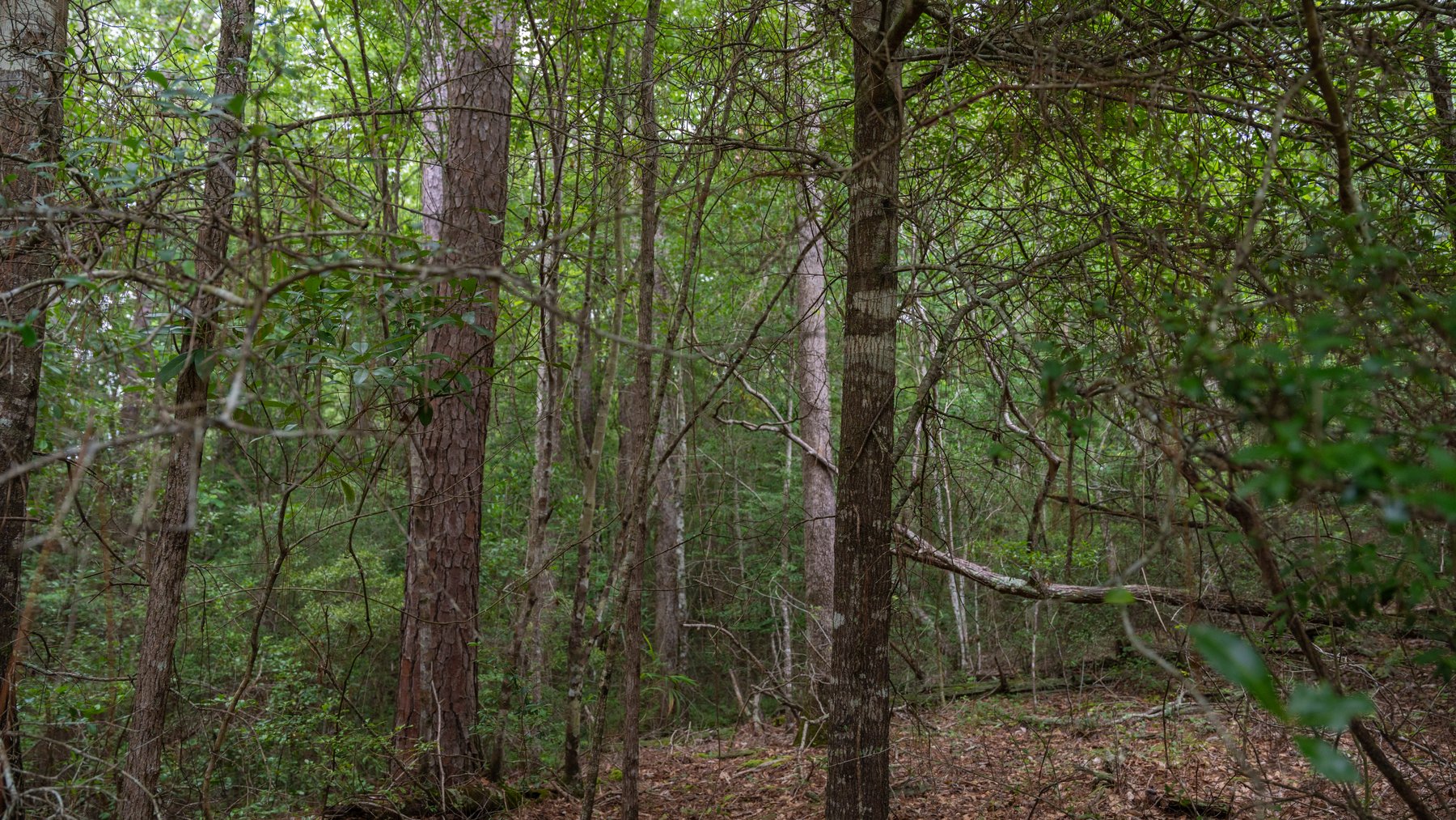 Image for Frank Bullard Trust - 60+/- Acre Recreational Timber Tract w/ Prime Hunting Opportunity