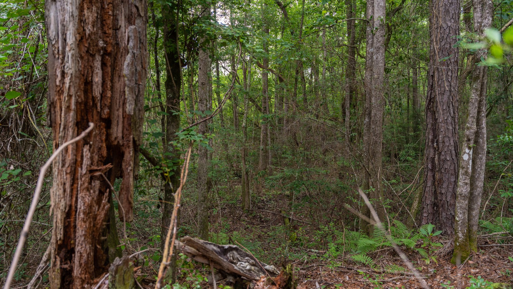 Image for Frank Bullard Trust - 60+/- Acre Recreational Timber Tract w/ Prime Hunting Opportunity