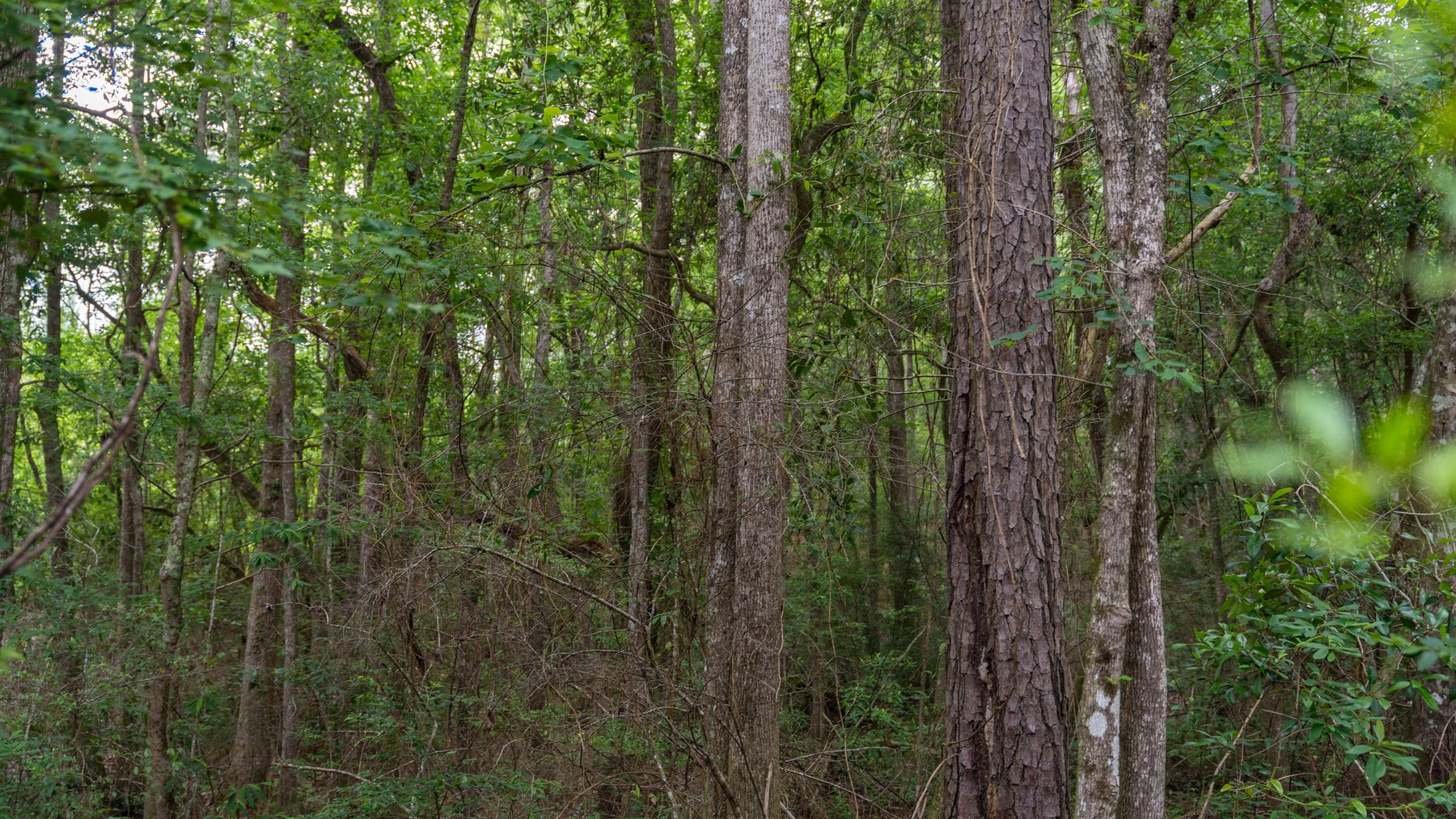 Image for Frank Bullard Trust - 60+/- Acre Recreational Timber Tract w/ Prime Hunting Opportunity