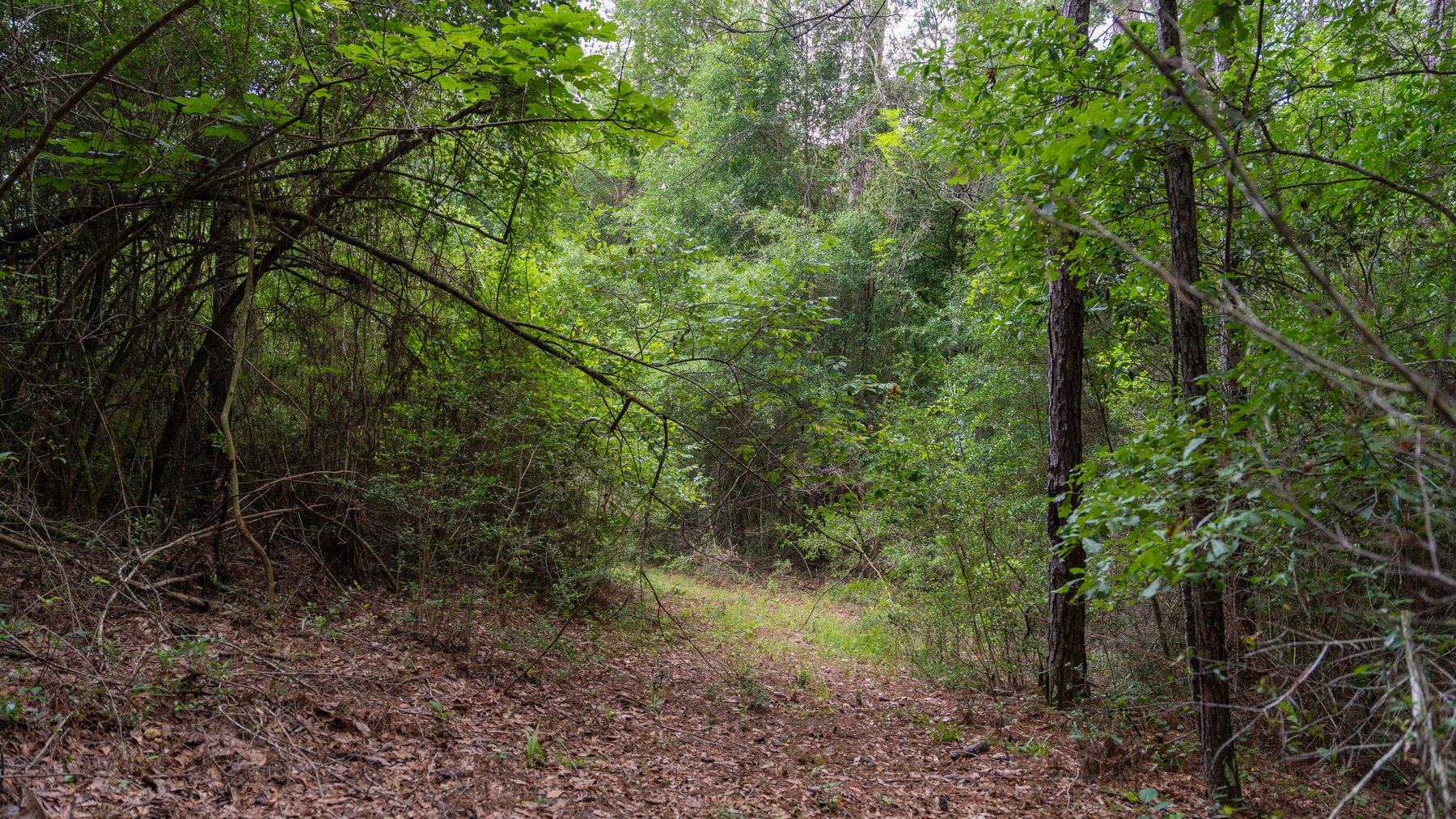 Image for Frank Bullard Trust - 60+/- Acre Recreational Timber Tract w/ Prime Hunting Opportunity