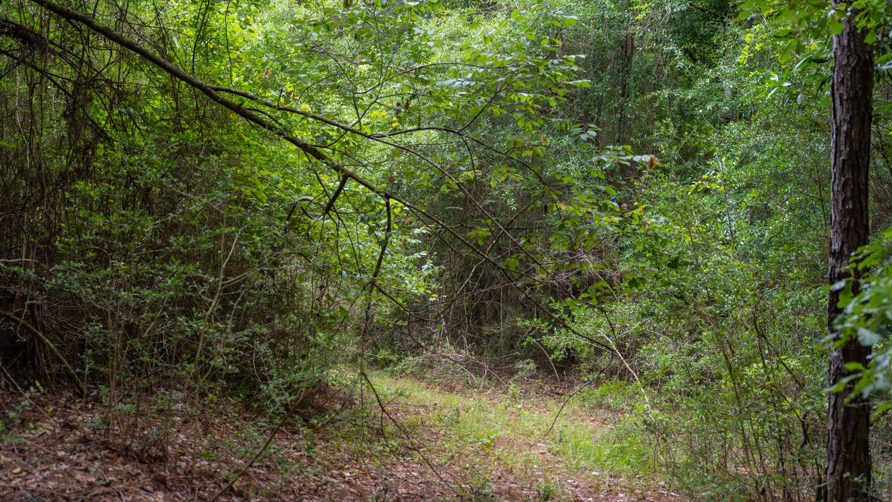 Image for Frank Bullard Trust - 60+/- Acre Recreational Timber Tract w/ Prime Hunting Opportunity