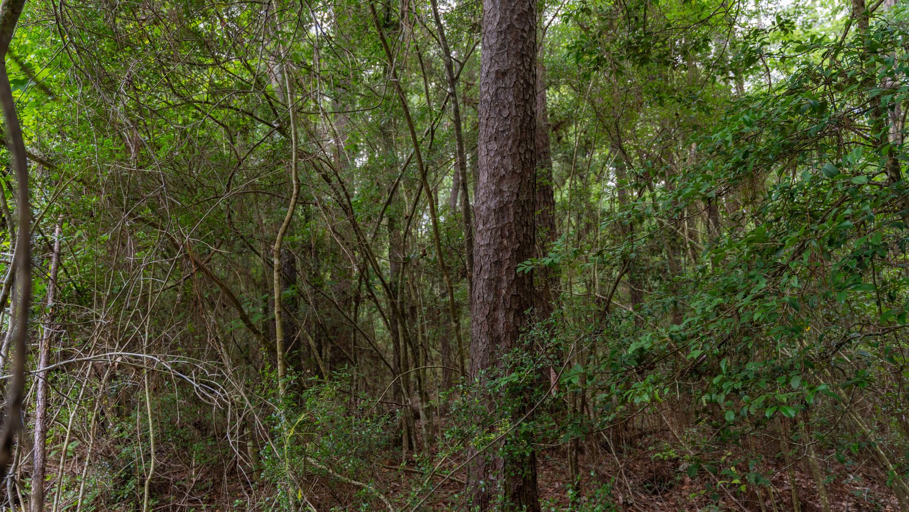 Image for Frank Bullard Trust - 60+/- Acre Recreational Timber Tract w/ Prime Hunting Opportunity