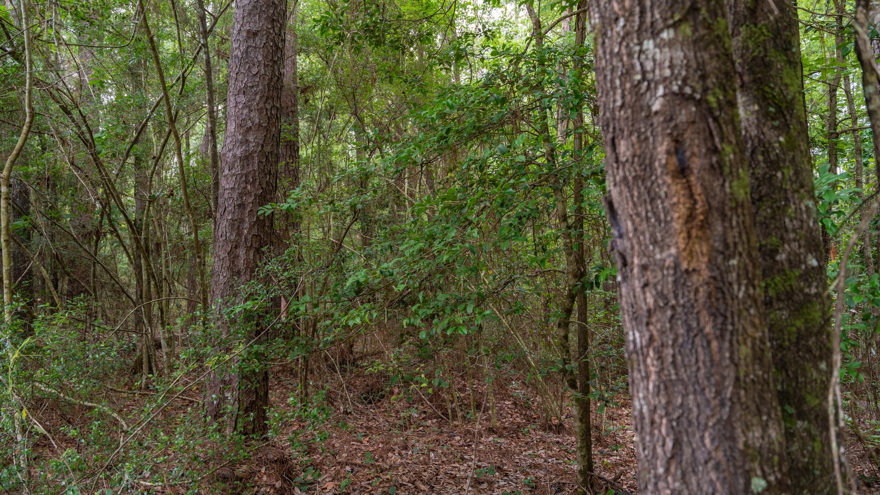 Image for Frank Bullard Trust - 60+/- Acre Recreational Timber Tract w/ Prime Hunting Opportunity