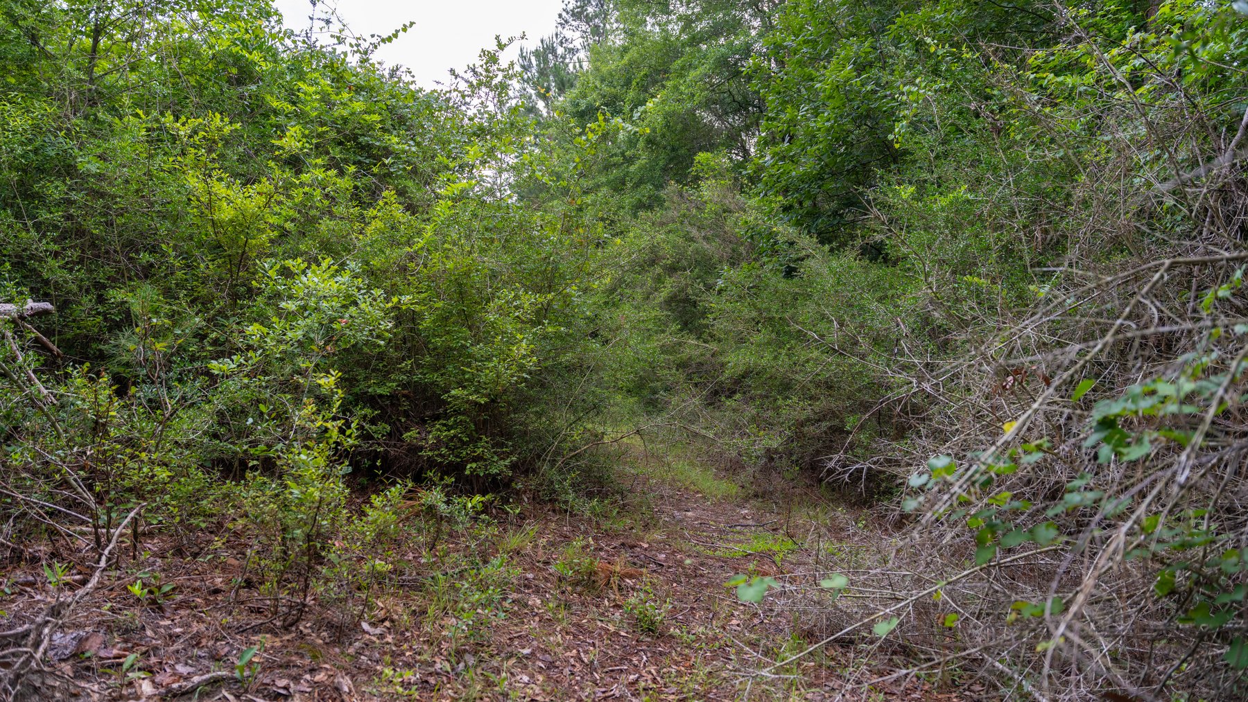 Image for Frank Bullard Trust - 60+/- Acre Recreational Timber Tract w/ Prime Hunting Opportunity