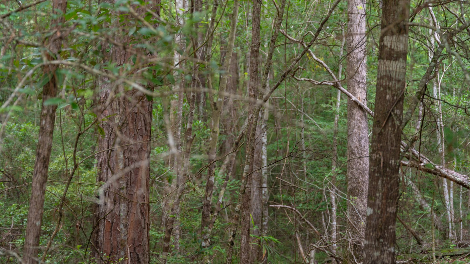 Image for Frank Bullard Trust - 60+/- Acre Recreational Timber Tract w/ Prime Hunting Opportunity