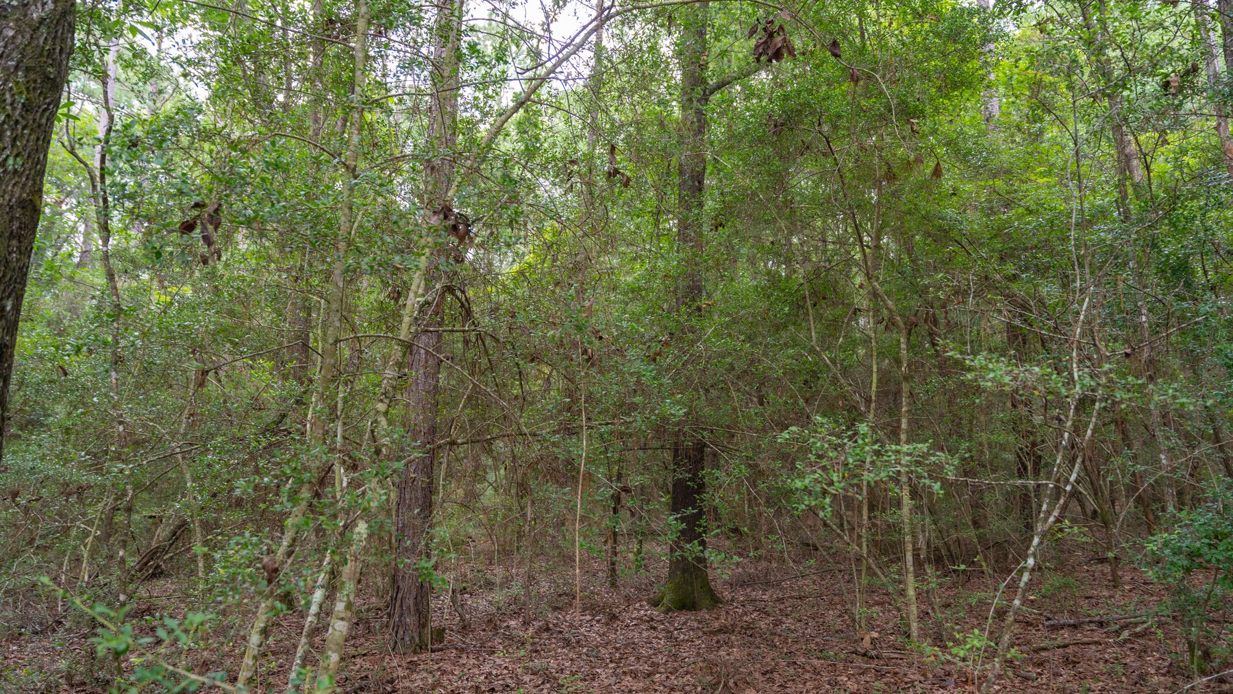 Image for Frank Bullard Trust - 60+/- Acre Recreational Timber Tract w/ Prime Hunting Opportunity