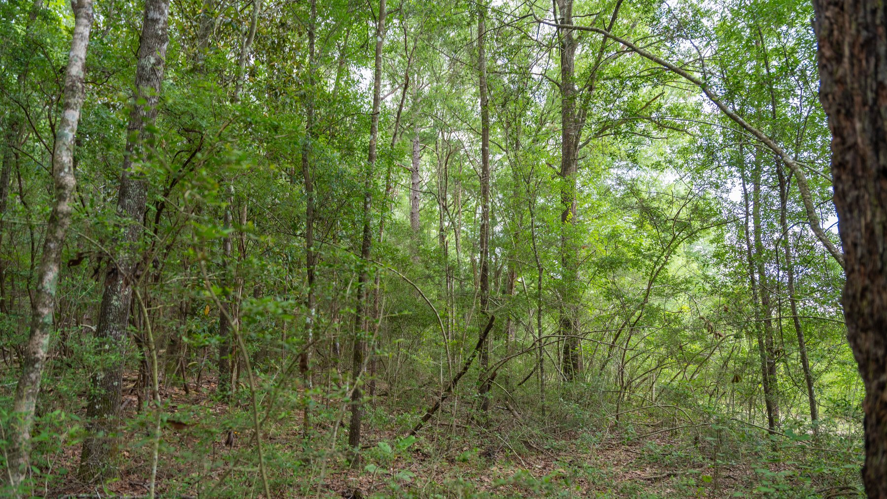 Image for Frank Bullard Trust - 60+/- Acre Recreational Timber Tract w/ Prime Hunting Opportunity