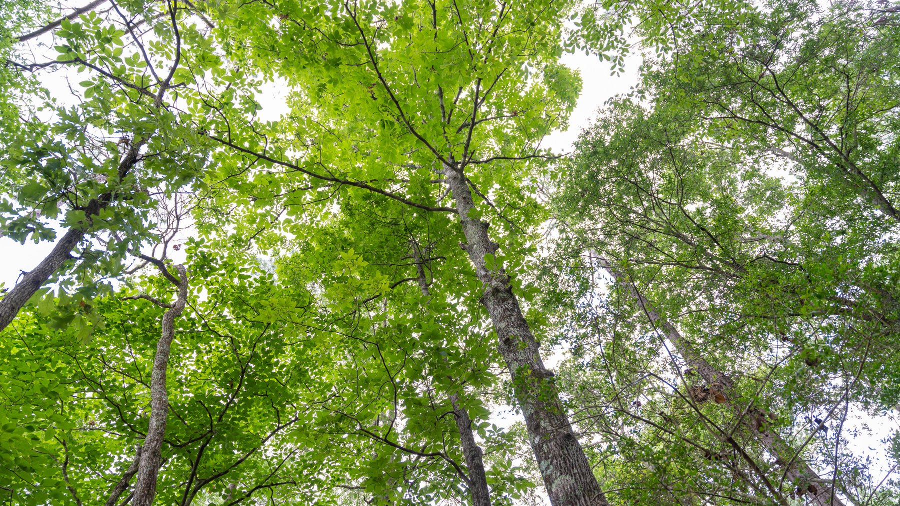 Image for Frank Bullard Trust - 60+/- Acre Recreational Timber Tract w/ Prime Hunting Opportunity