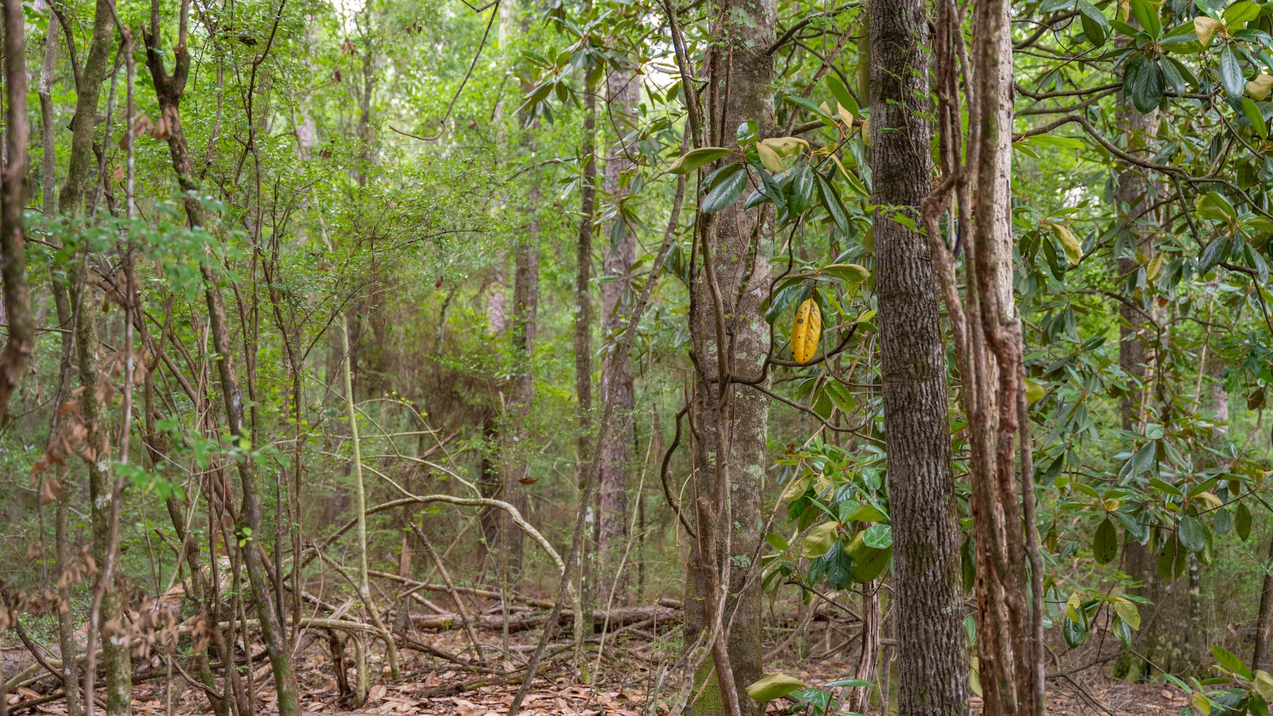 Image for Frank Bullard Trust - 60+/- Acre Recreational Timber Tract w/ Prime Hunting Opportunity