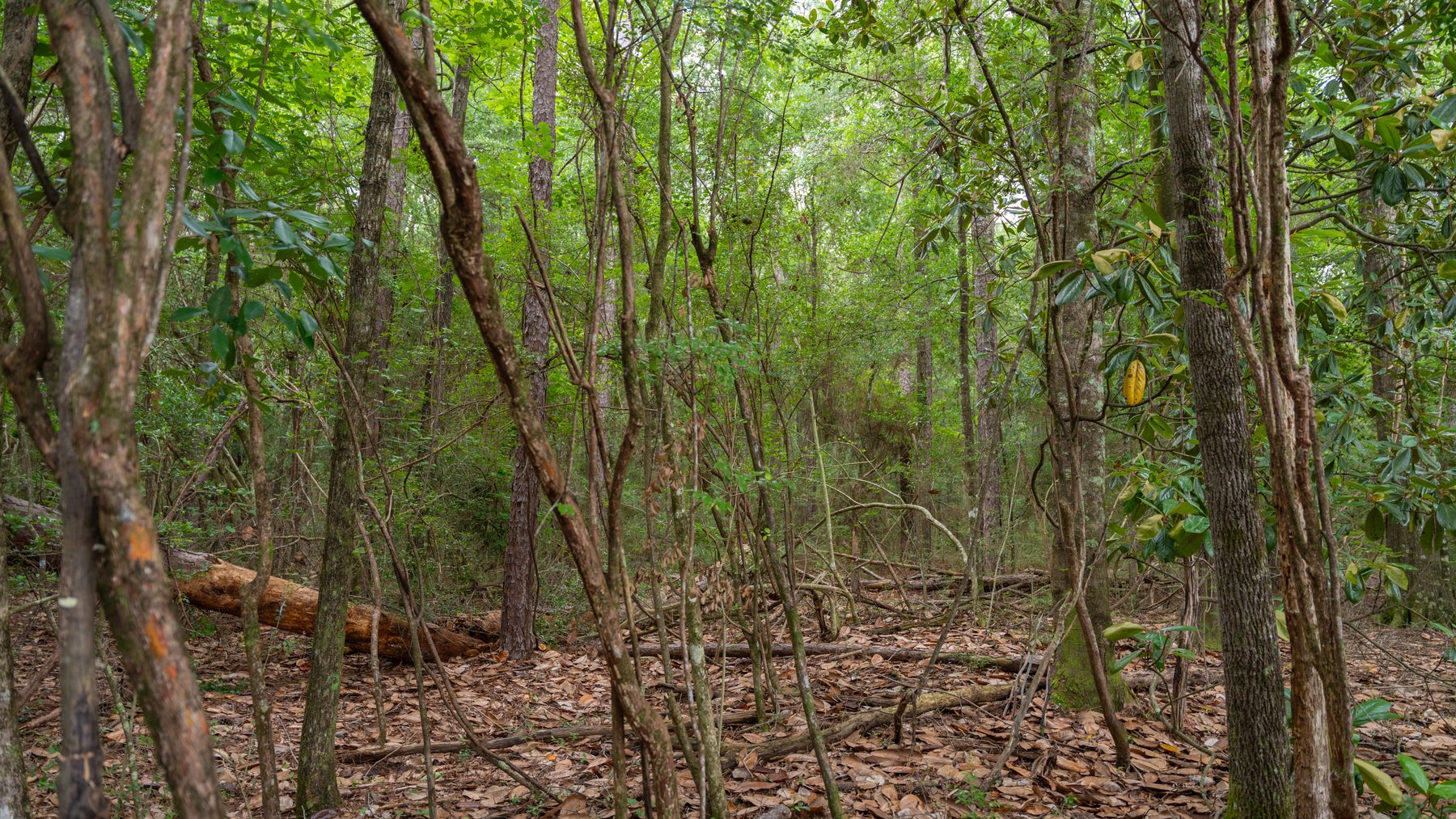 Image for Frank Bullard Trust - 60+/- Acre Recreational Timber Tract w/ Prime Hunting Opportunity