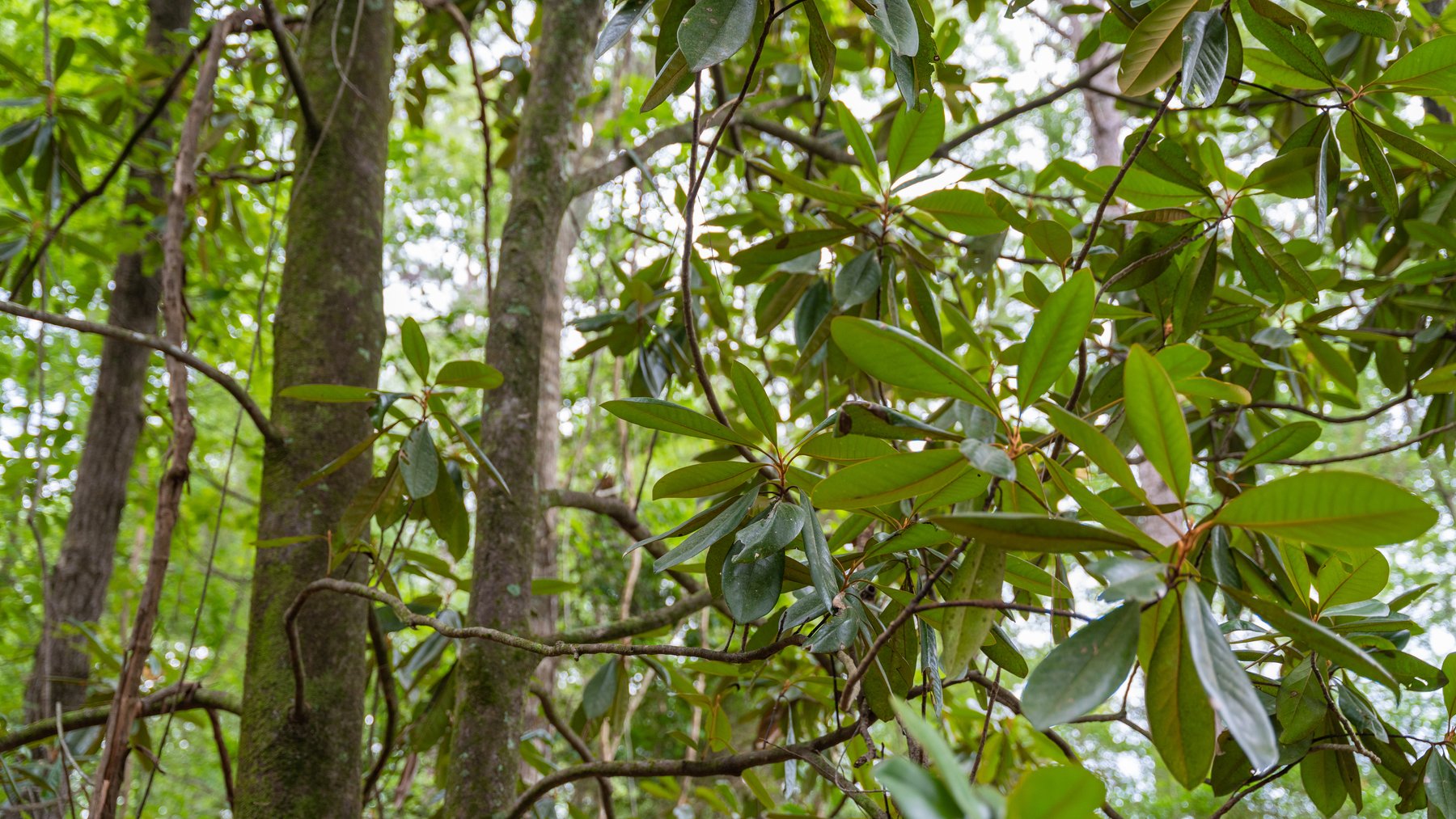 Image for Frank Bullard Trust - 60+/- Acre Recreational Timber Tract w/ Prime Hunting Opportunity