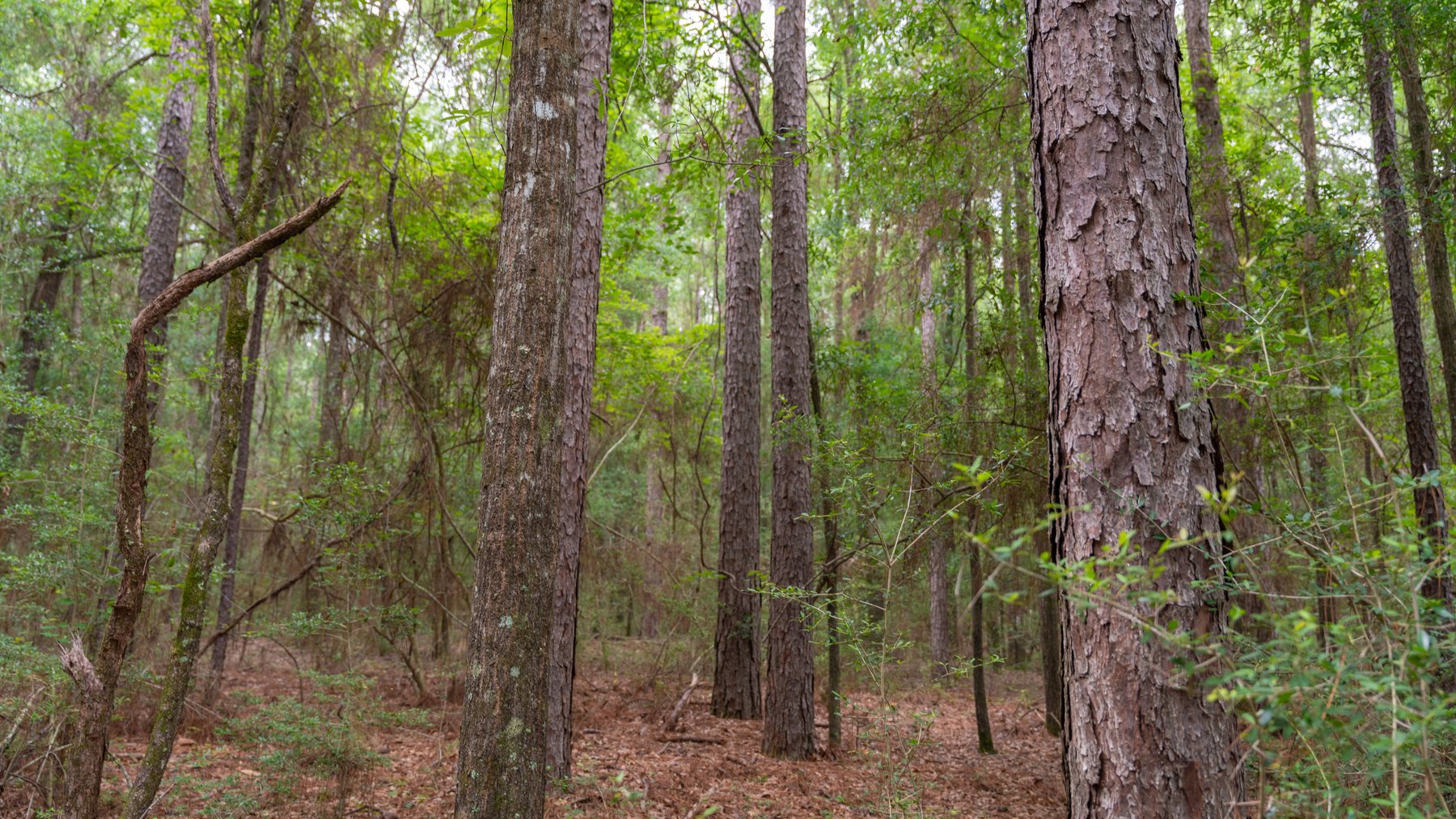 Image for Frank Bullard Trust - 60+/- Acre Recreational Timber Tract w/ Prime Hunting Opportunity