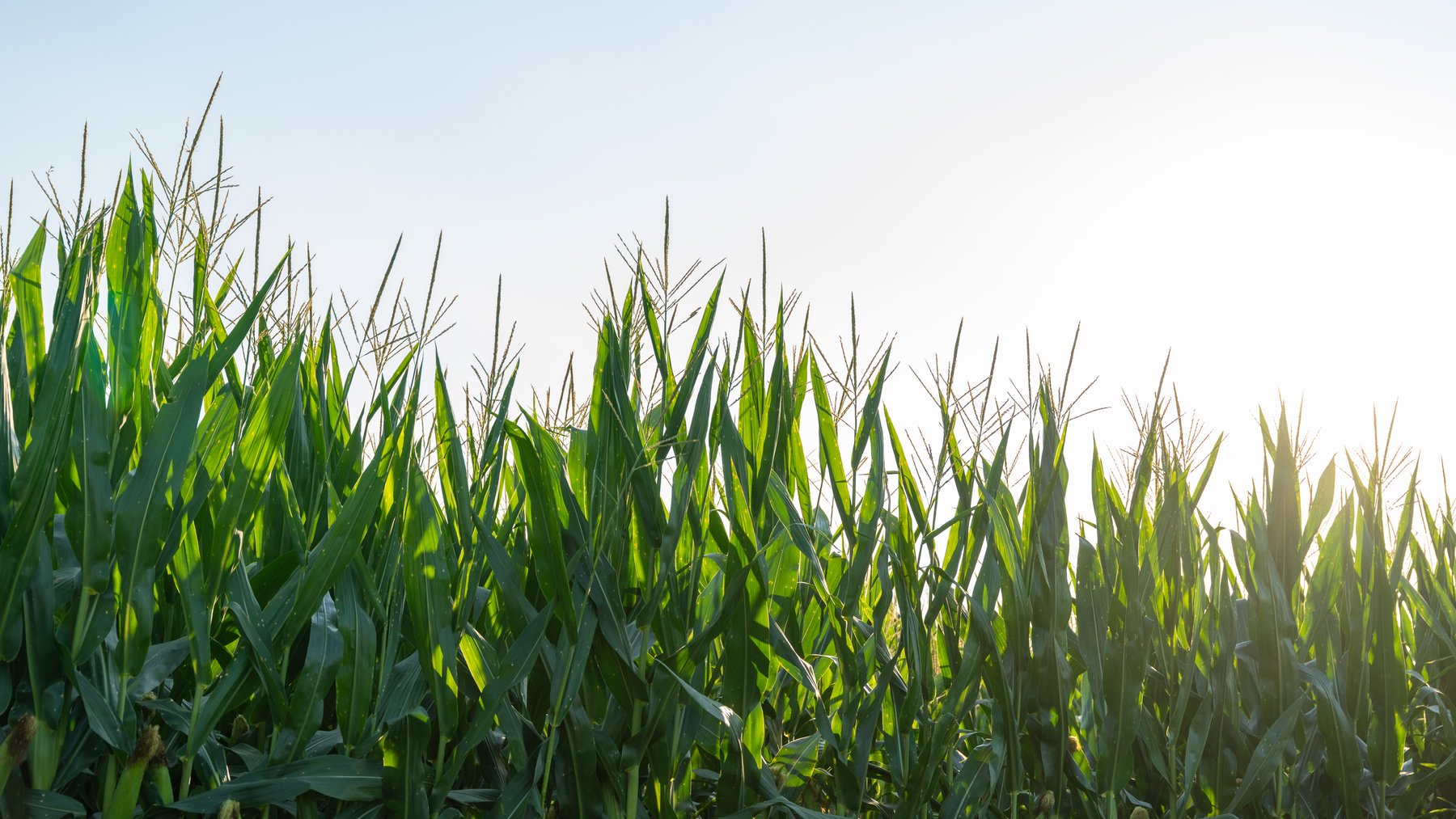 Image for 481+/- Acres - The John B. Wight Trust - Irrigated Row Crop Farm